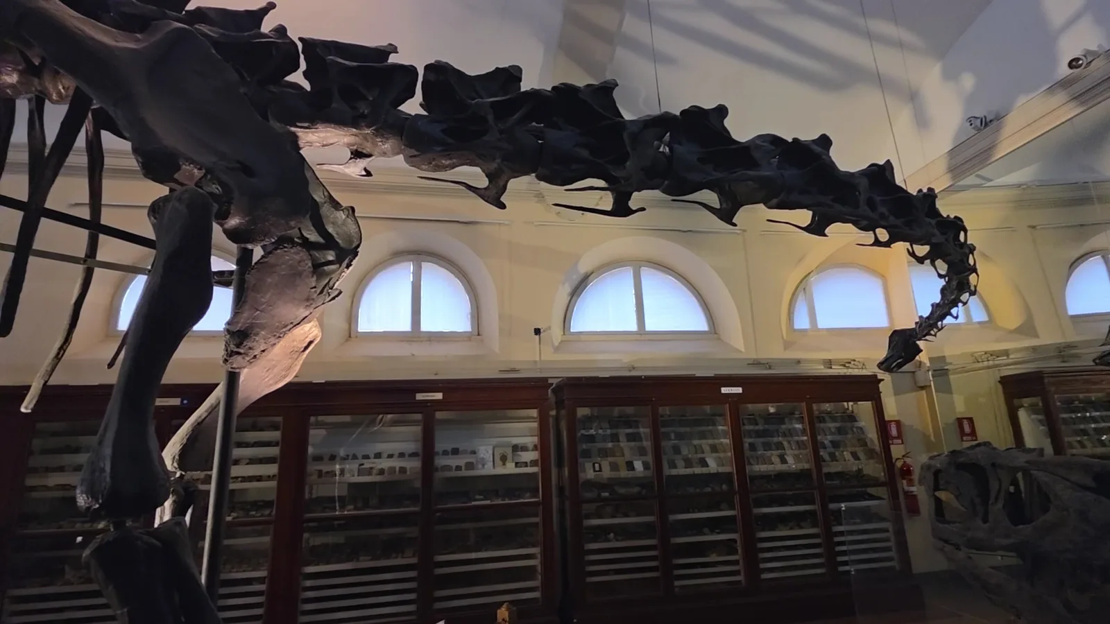 Details at Collezione di Geologia "Museo Giovanni Capellini" Bologna — travel photo