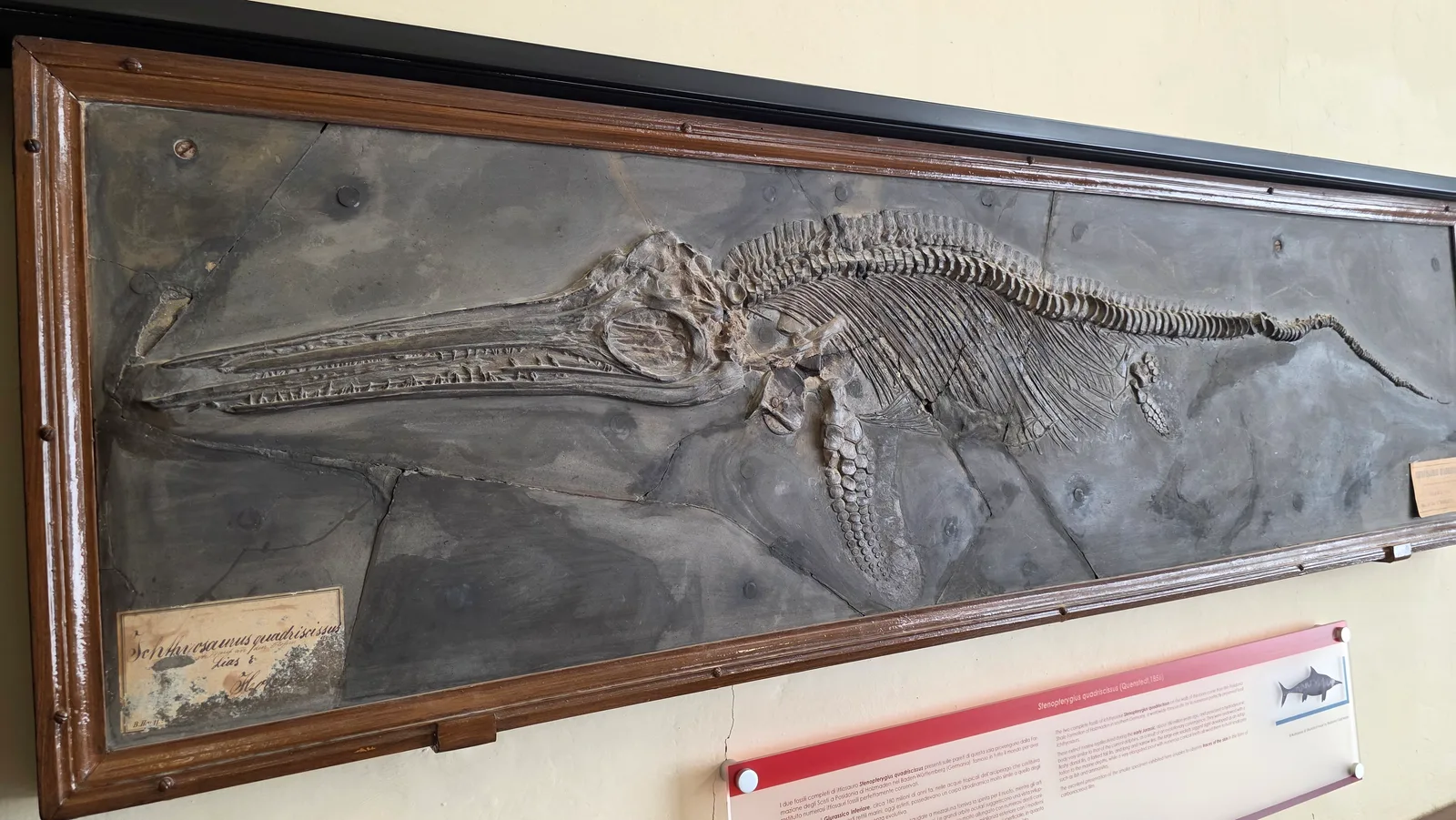 Atmosphere at Collezione di Geologia "Museo Giovanni Capellini" Bologna — travel photo