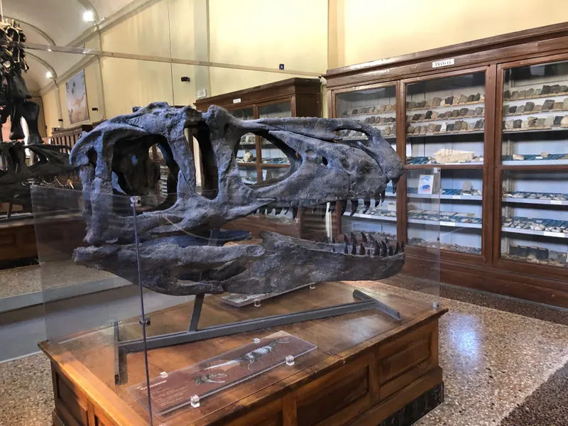 Collezione di Geologia "Museo Giovanni Capellini" β Museum in Bologna