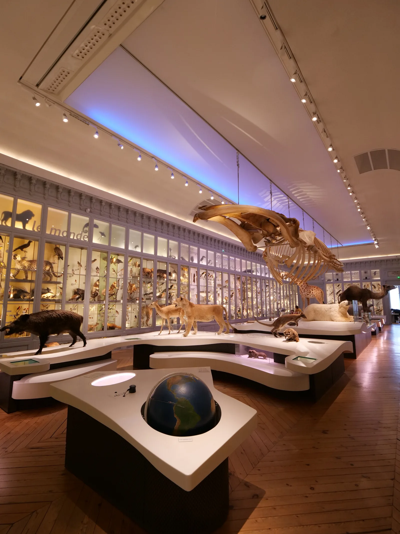 Atmosphere at Muséum de Bordeaux Bordeaux — travel photo