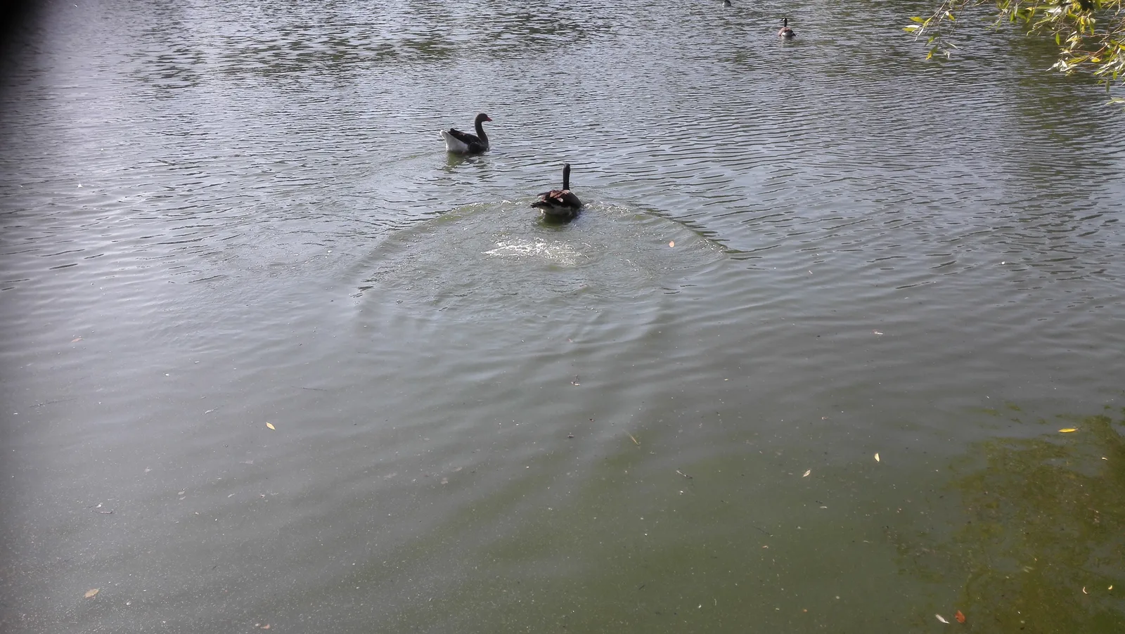 Details at Parc de Bourran Bordeaux — travel photo