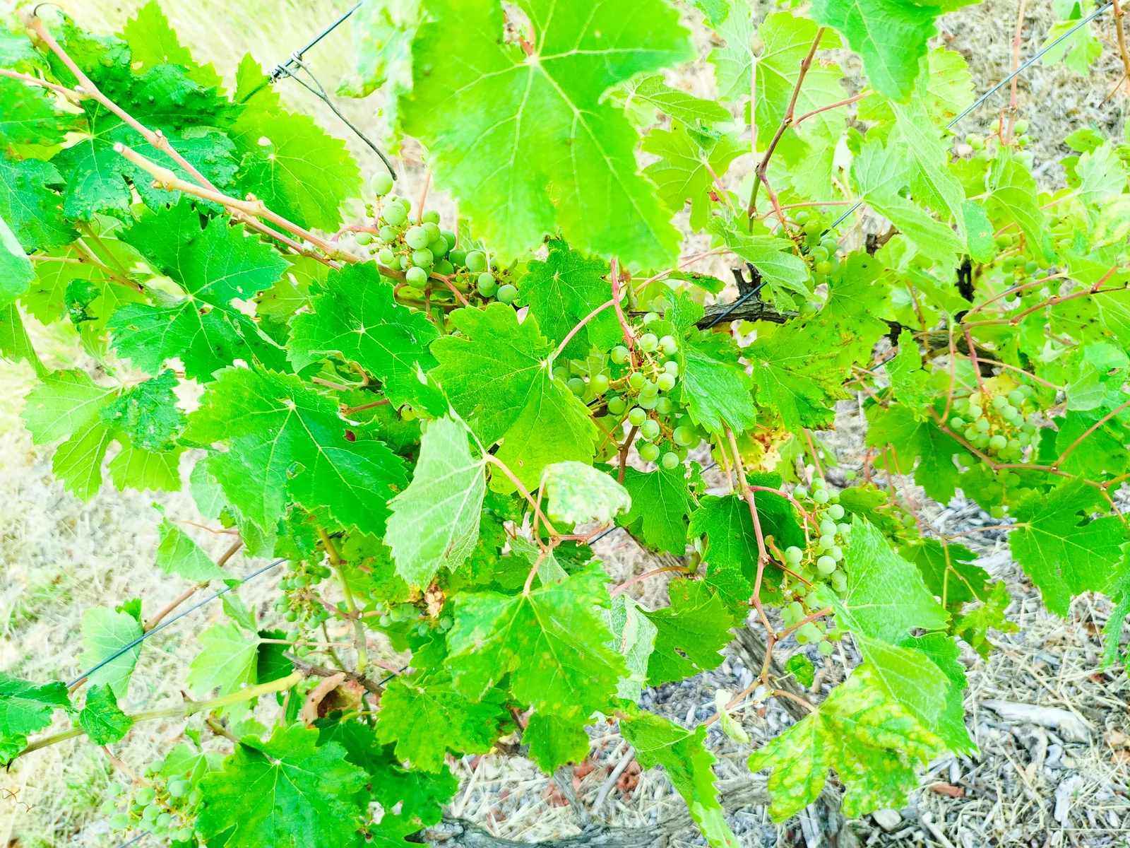 Details at Parc du Cypressat Bordeaux — travel photo