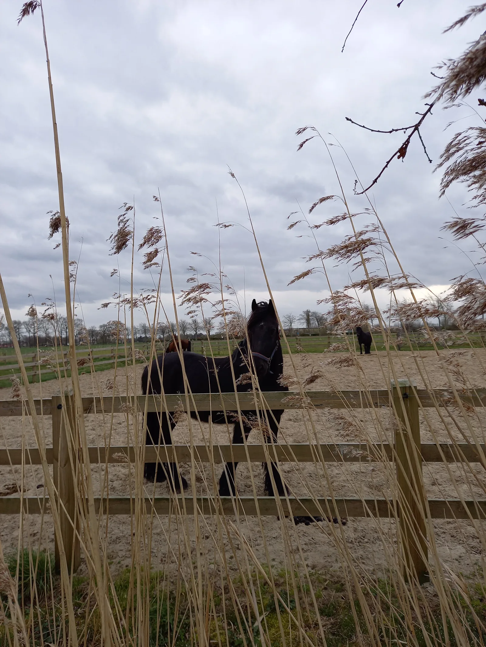 Main view at Assebroekse Meersen Brugge — travel photo