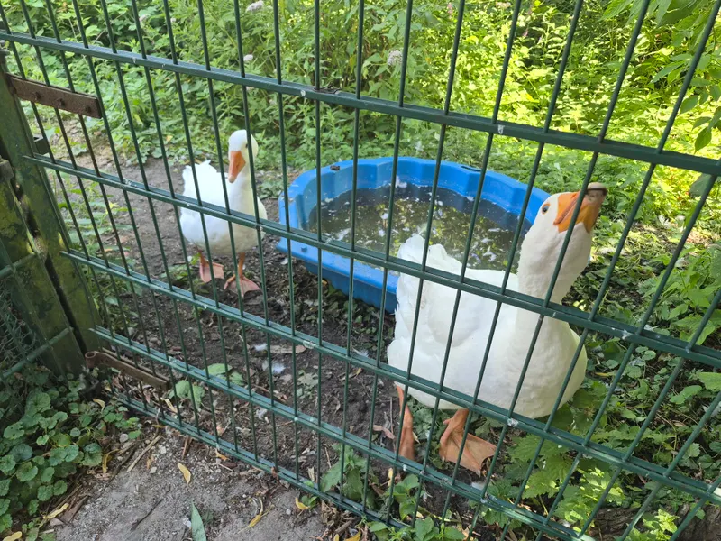 Cafetaria Kinderboerderij De Zeven Torentjes🪿