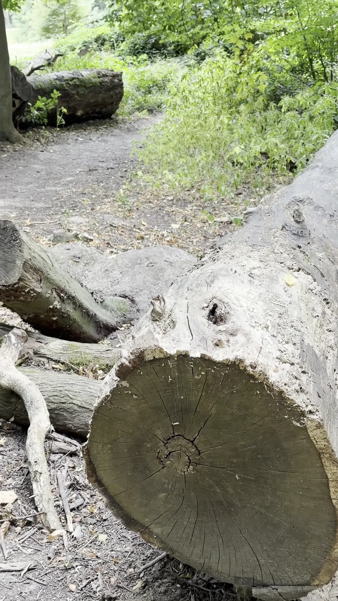 Main view at Cambre Woods Brussels — travel photo