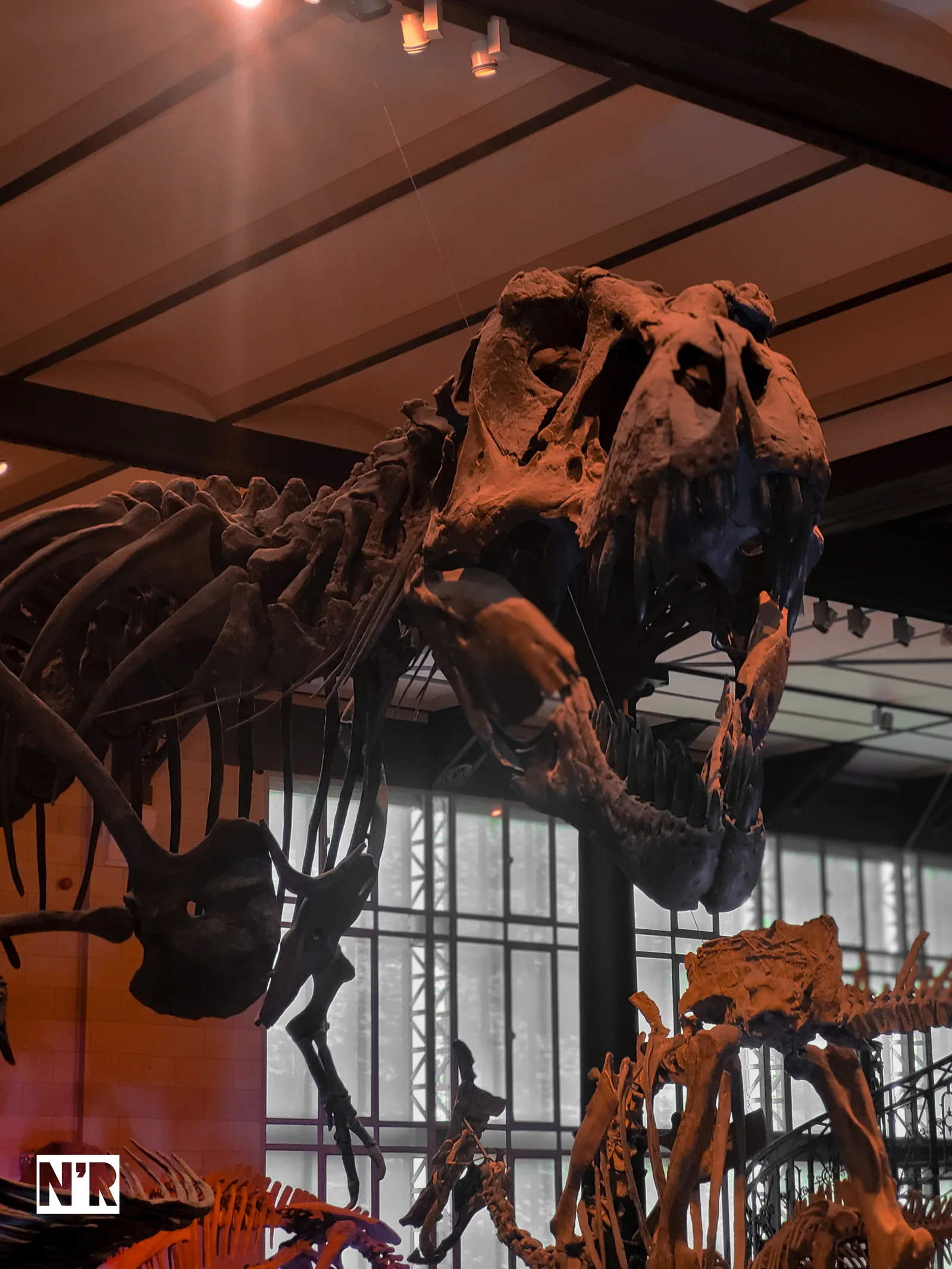 Main view at Royal Belgian institute of Natural Sciences Brussels — travel photo