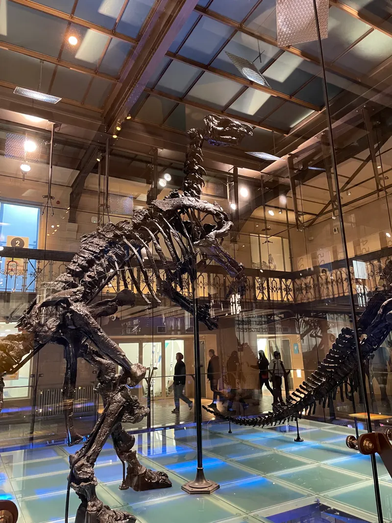 Royal Belgian institute of Natural Sciences in Brussels