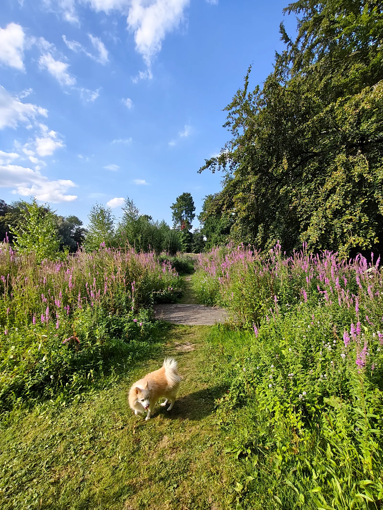 Main view at Woluwe Park Brussels — travel photo