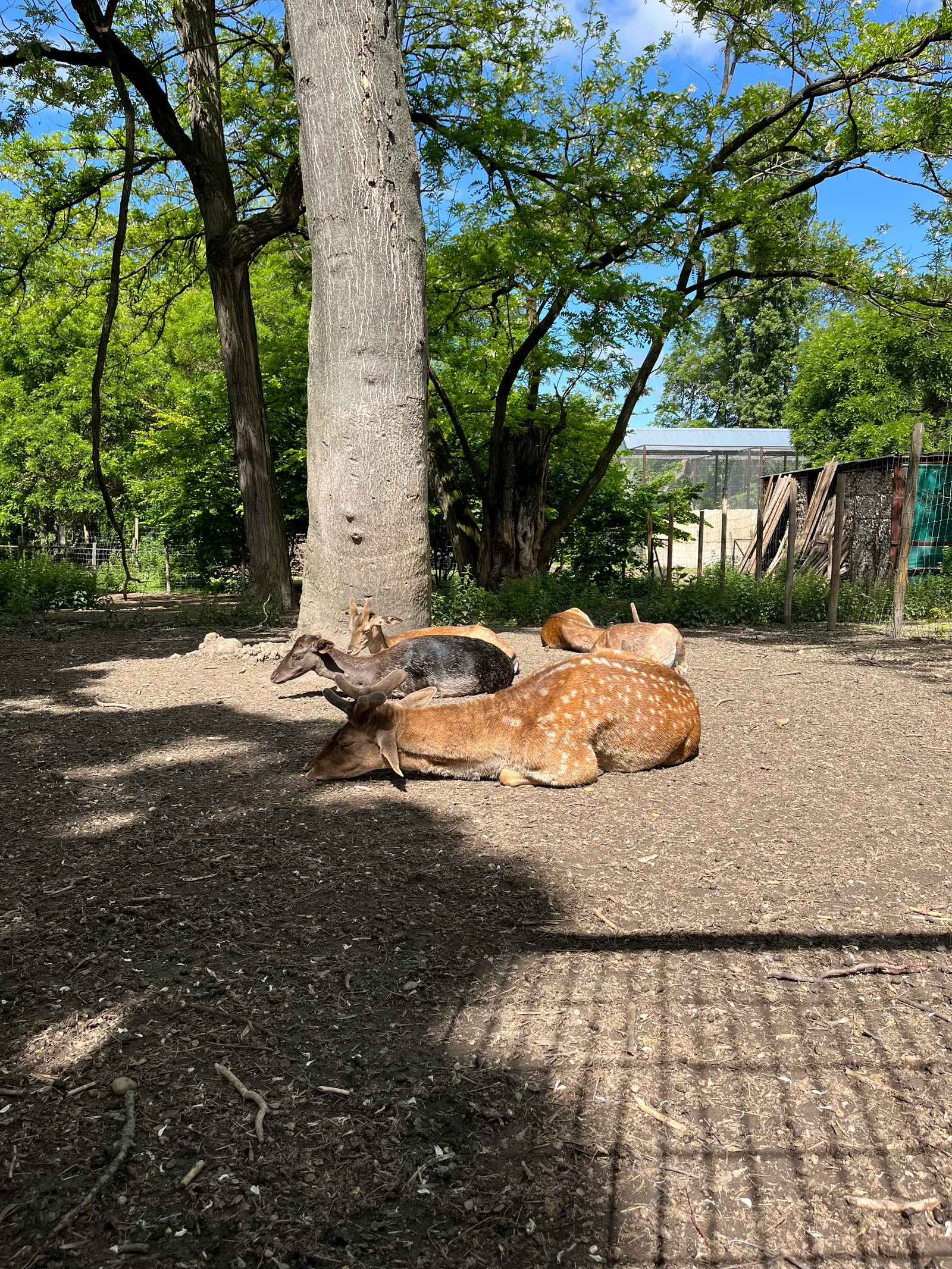 Atmosphere at Margaret Island Mini Zoo Budapest — travel photo