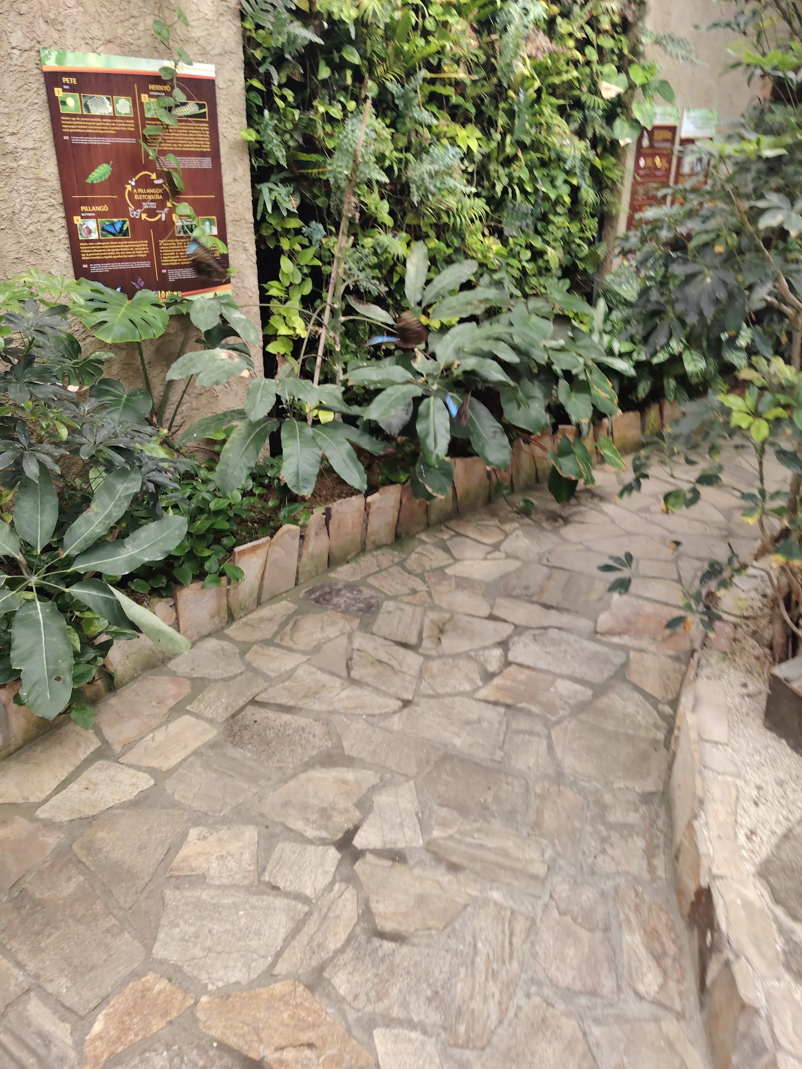 Main view at Papilonia Lepkevilág Budapest - Butterfly House Budapest — travel photo
