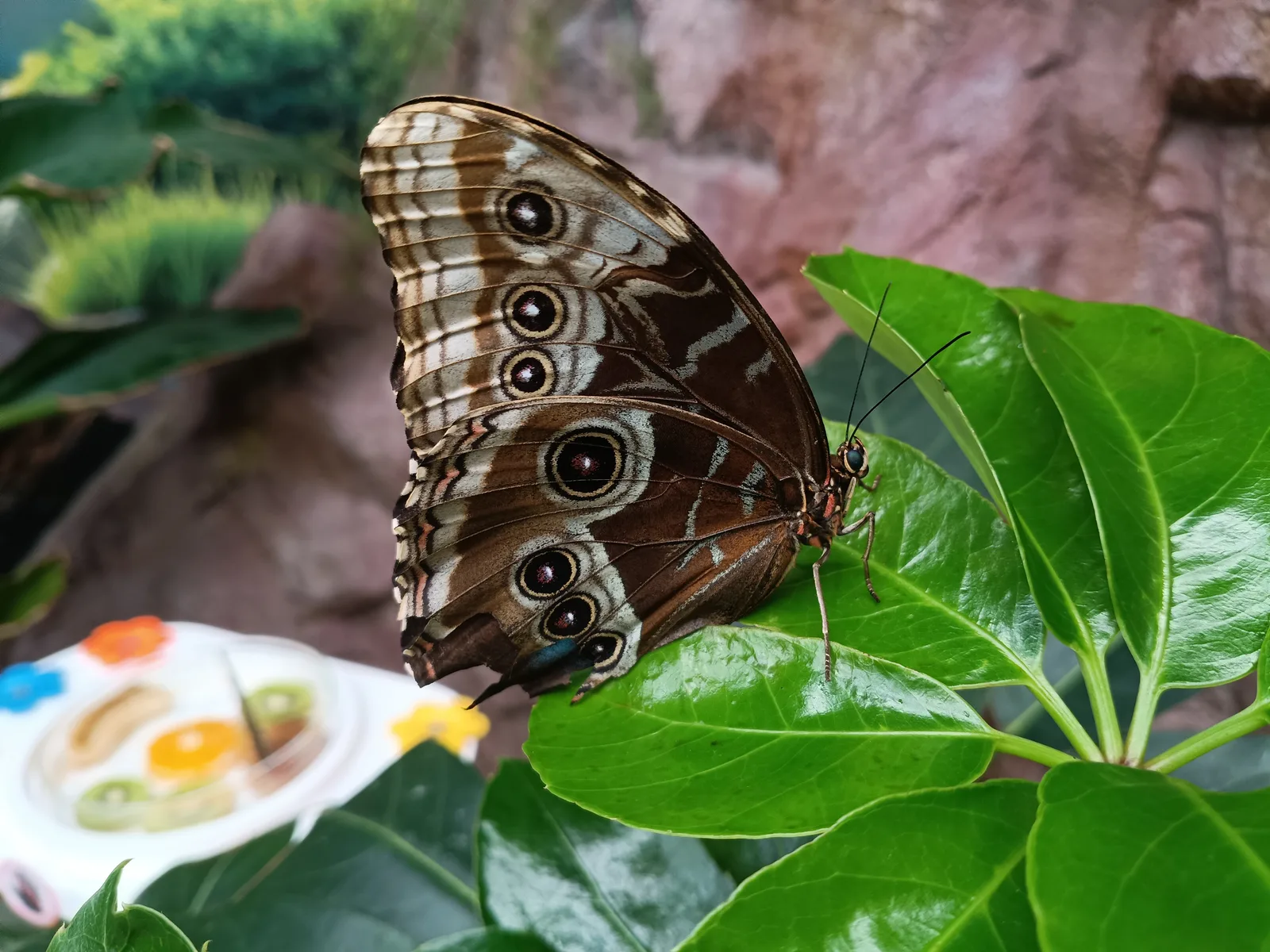 Interior at Papilonia Lepkevilág Budapest - Butterfly House Budapest — travel photo