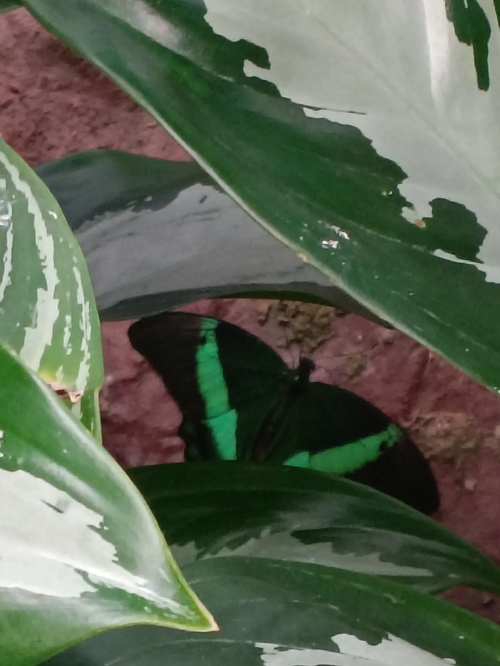 Atmosphere at Papilonia Lepkevilág Budapest - Butterfly House Budapest — travel photo