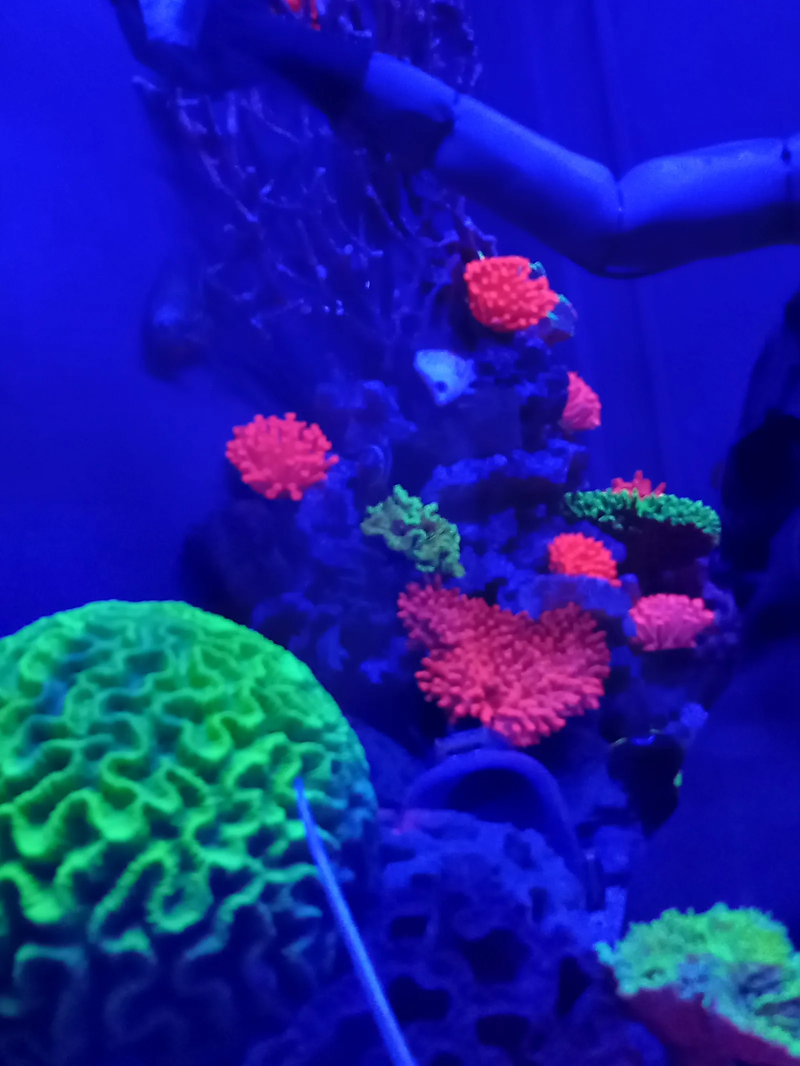Atmosphere at Tropicarium-Oceanarium Kft. Budapest — travel photo