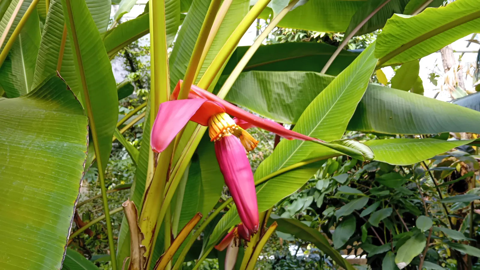 Main view at BOT Botanical Garden Dresden — travel photo