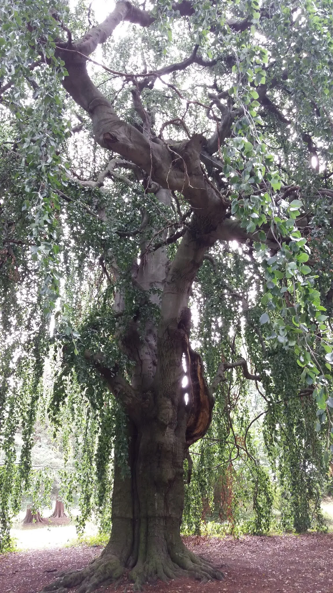 Atmosphere at Helfenberger Park Dresden — travel photo