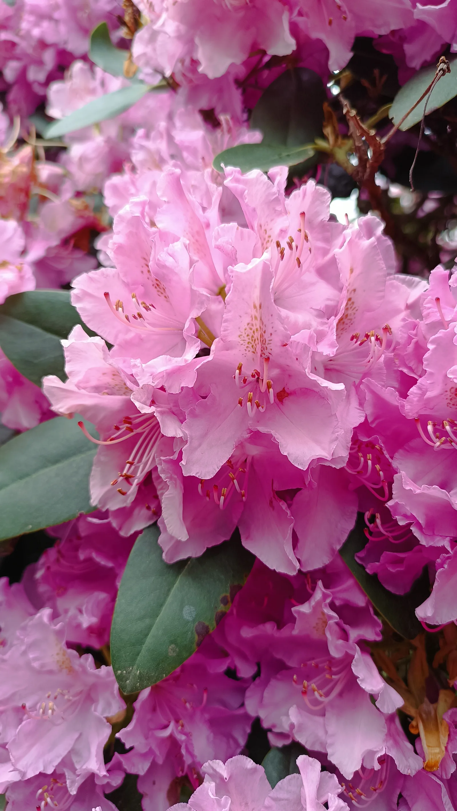 Main view at Rhododendron Park Dresden — travel photo