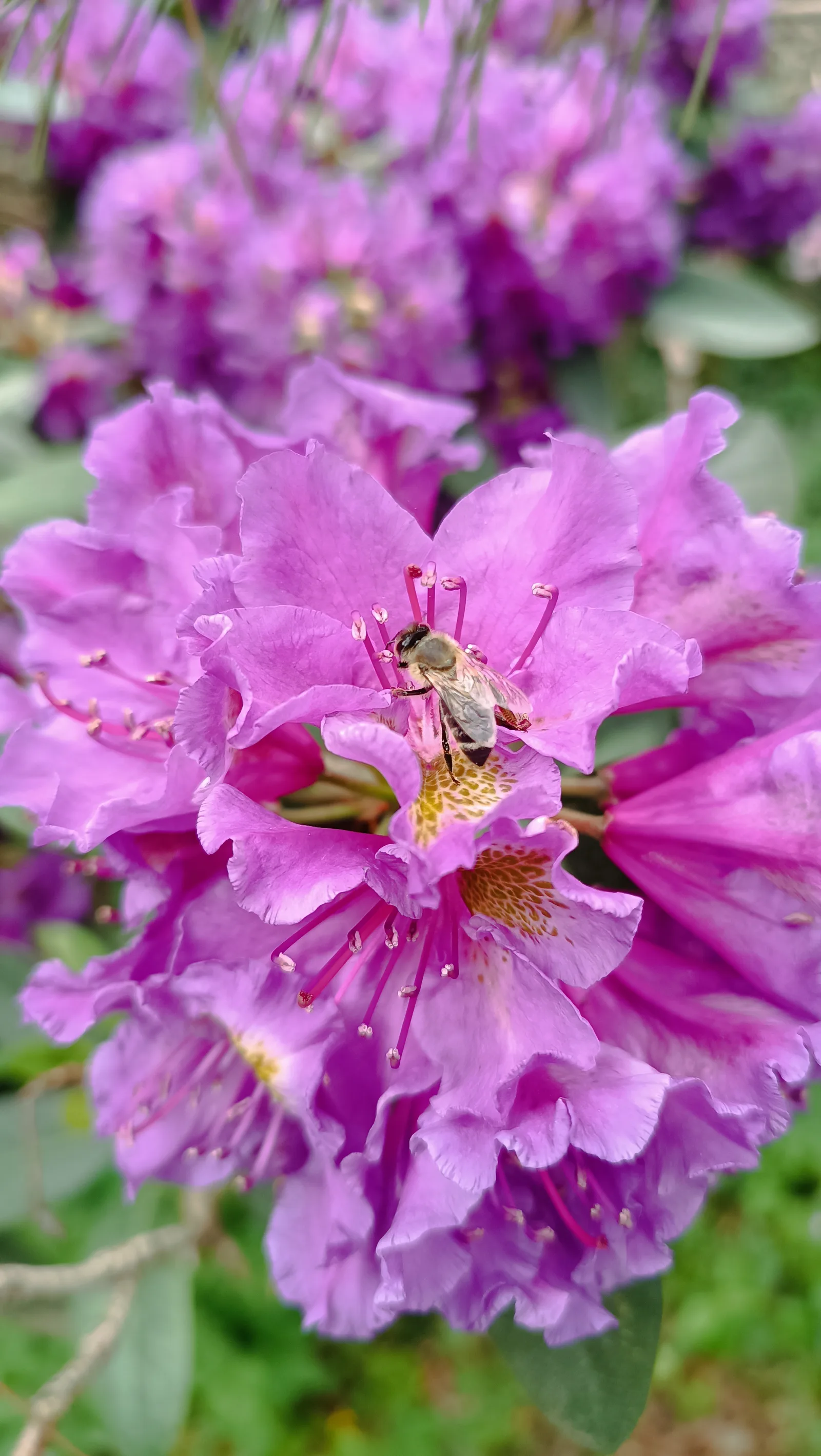 Interior at Rhododendron Park Dresden — travel photo