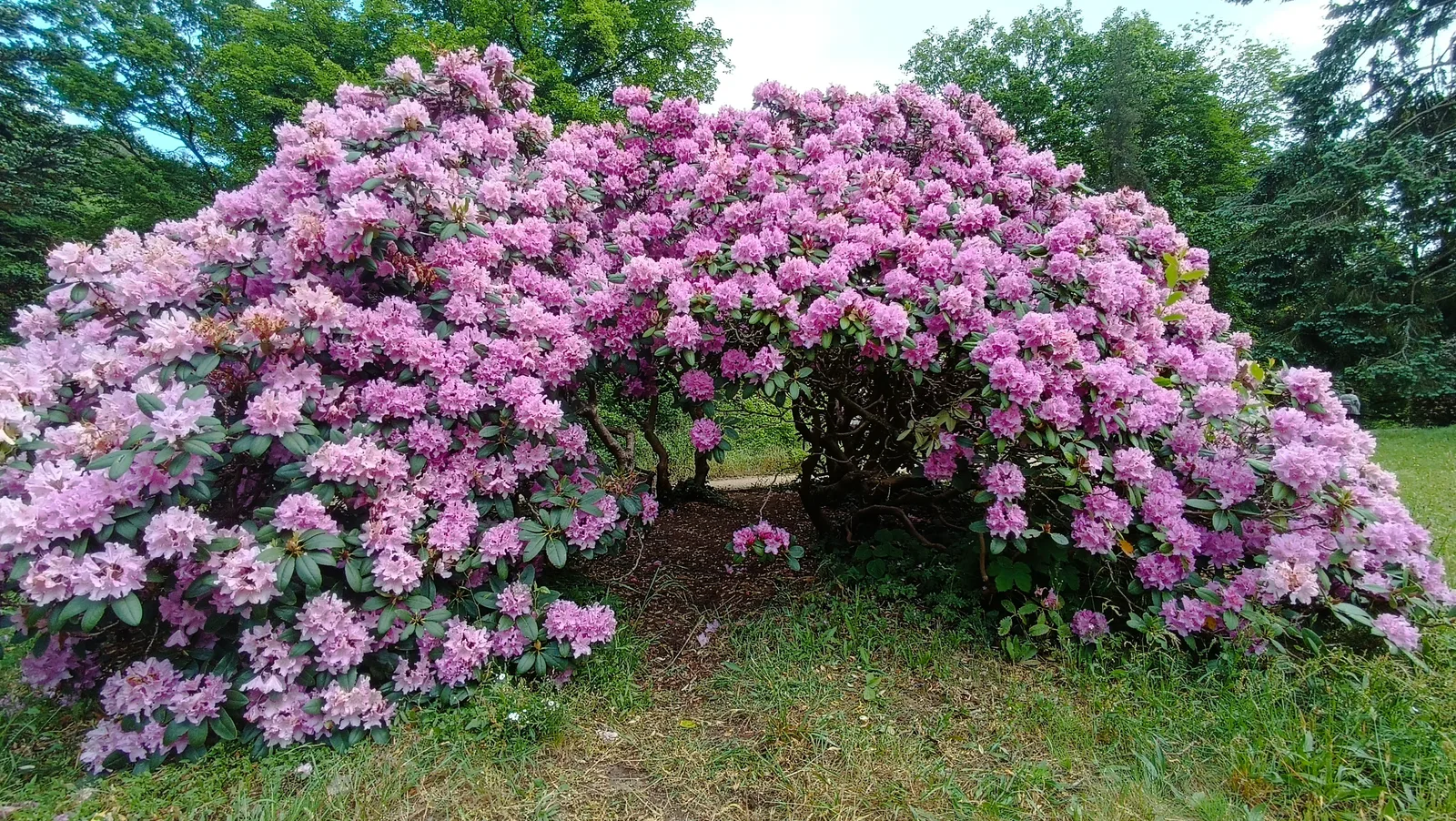 Details at Rhododendron Park Dresden — travel photo