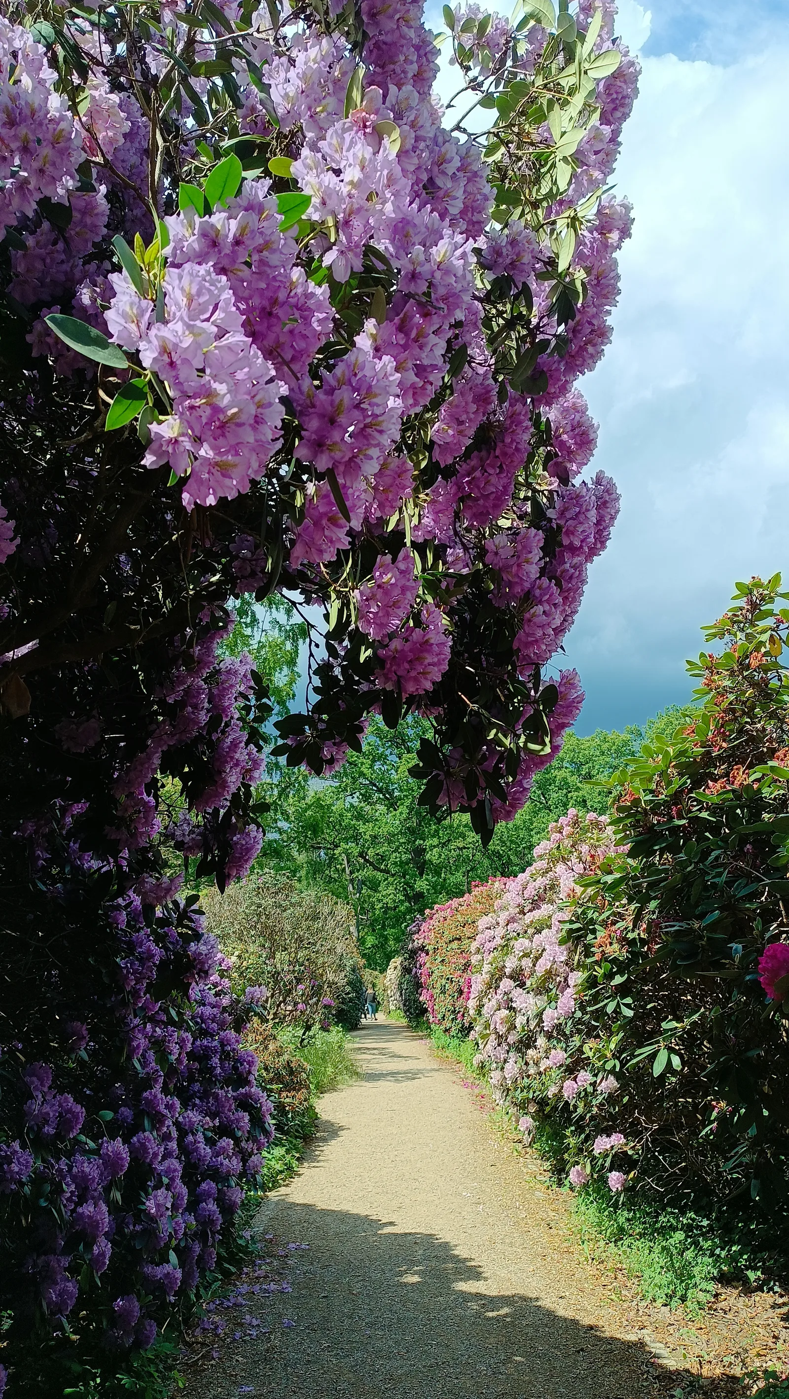 Atmosphere at Rhododendron Park Dresden — travel photo
