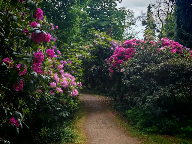 Rhododendron Park