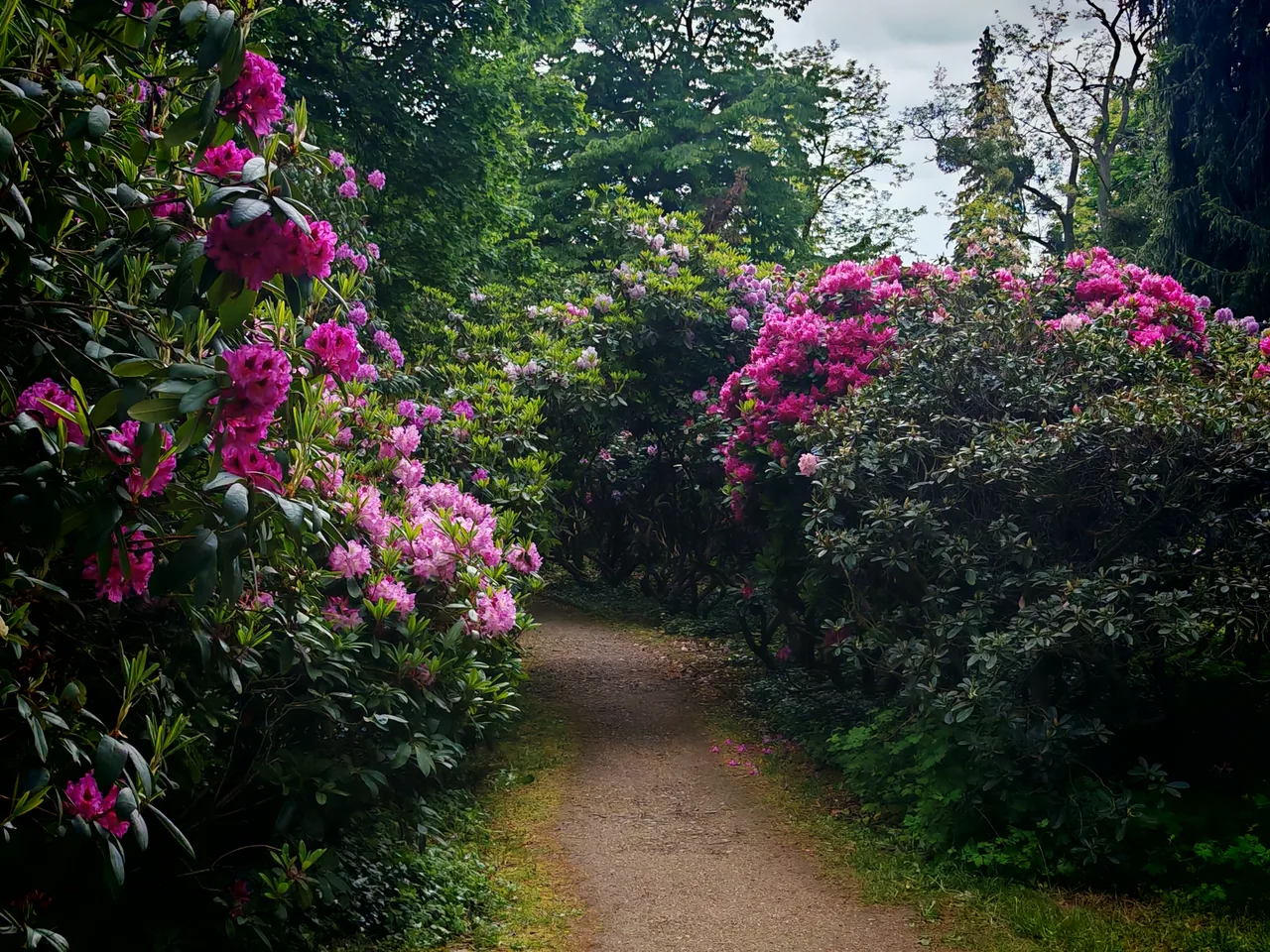Rhododendron Park