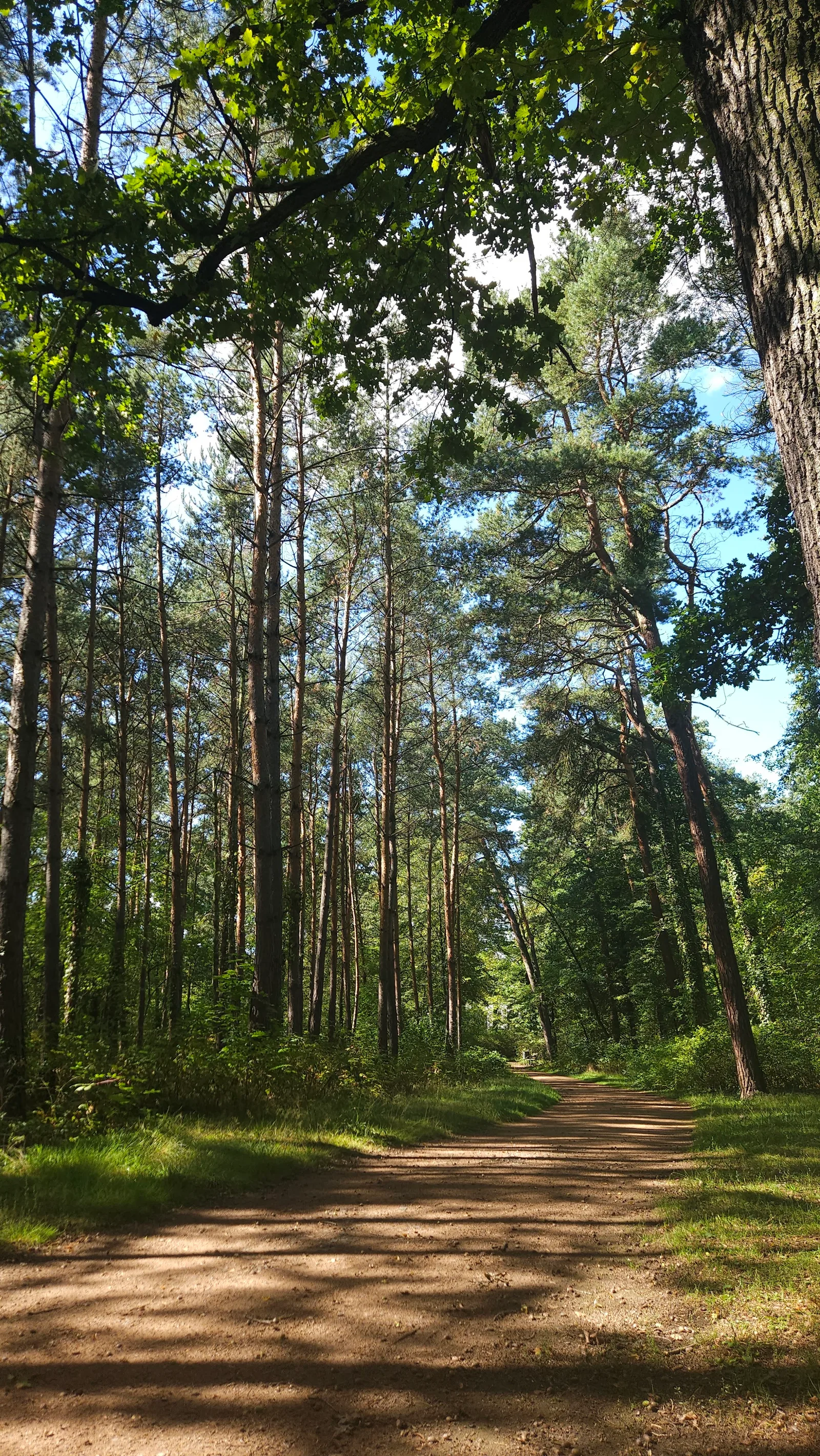Main view at Waldpark Blasewitz Dresden — travel photo