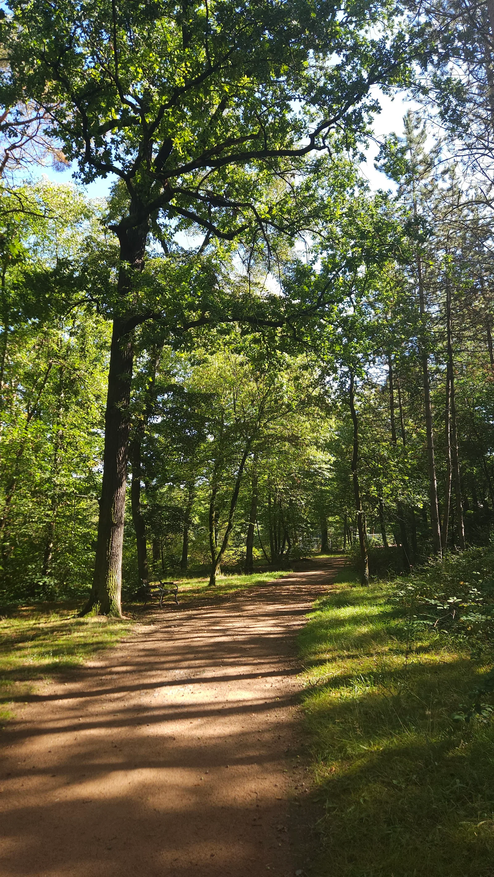 Atmosphere at Waldpark Blasewitz Dresden — travel photo