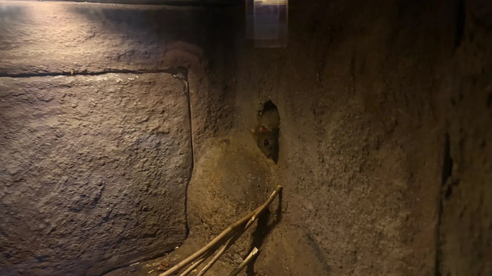 Details at Zoo Dresden Dresden — travel photo