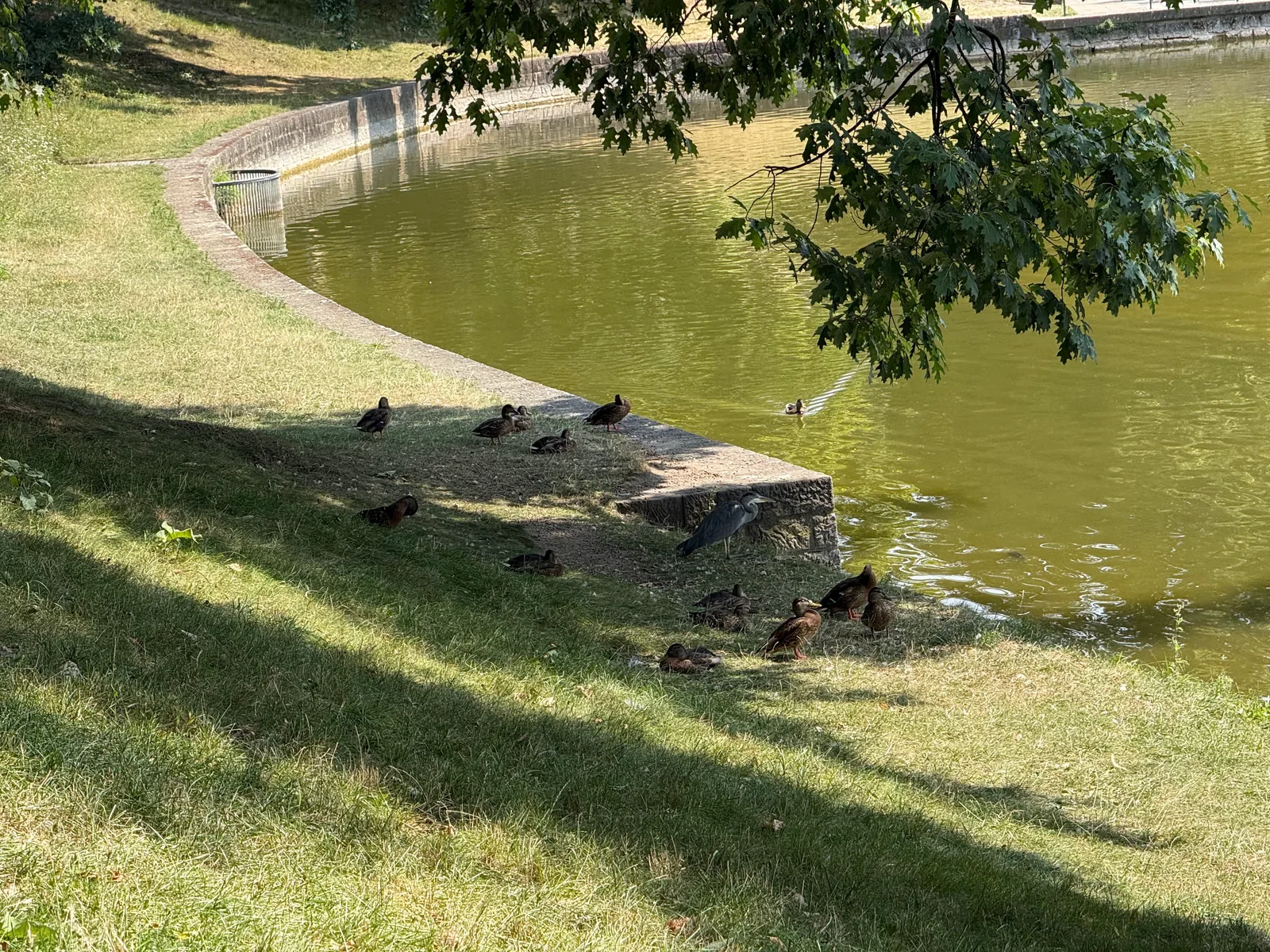 Main view at Zwingergarten mit Zwingerteich Dresden — travel photo