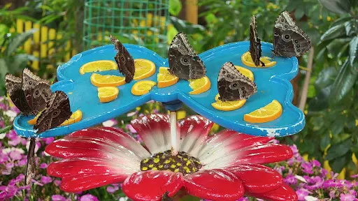 Details at Dubai Butterfly Garden Dubai — travel photo