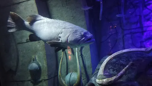 Atmosphere at Lost World Aquarium at Aquaventure World Dubai — travel photo