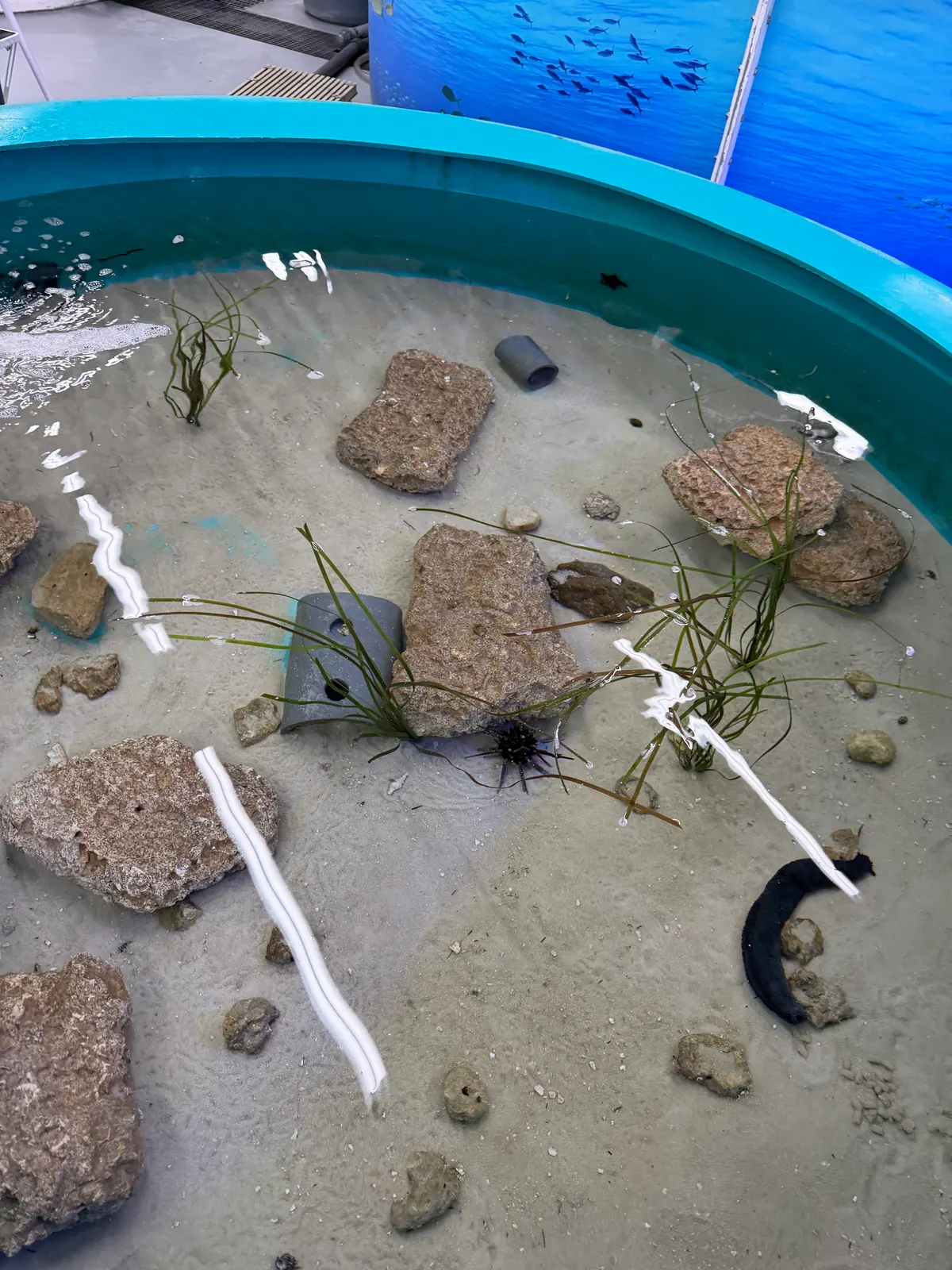 Lost World Aquarium at Aquaventure World — family guide Dubai