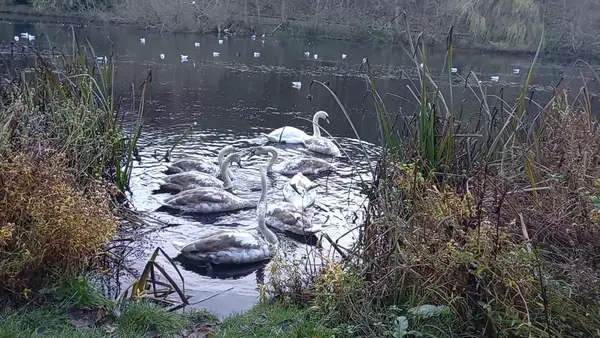 Details at Blackford Hill and Pond Edinburgh — travel photo