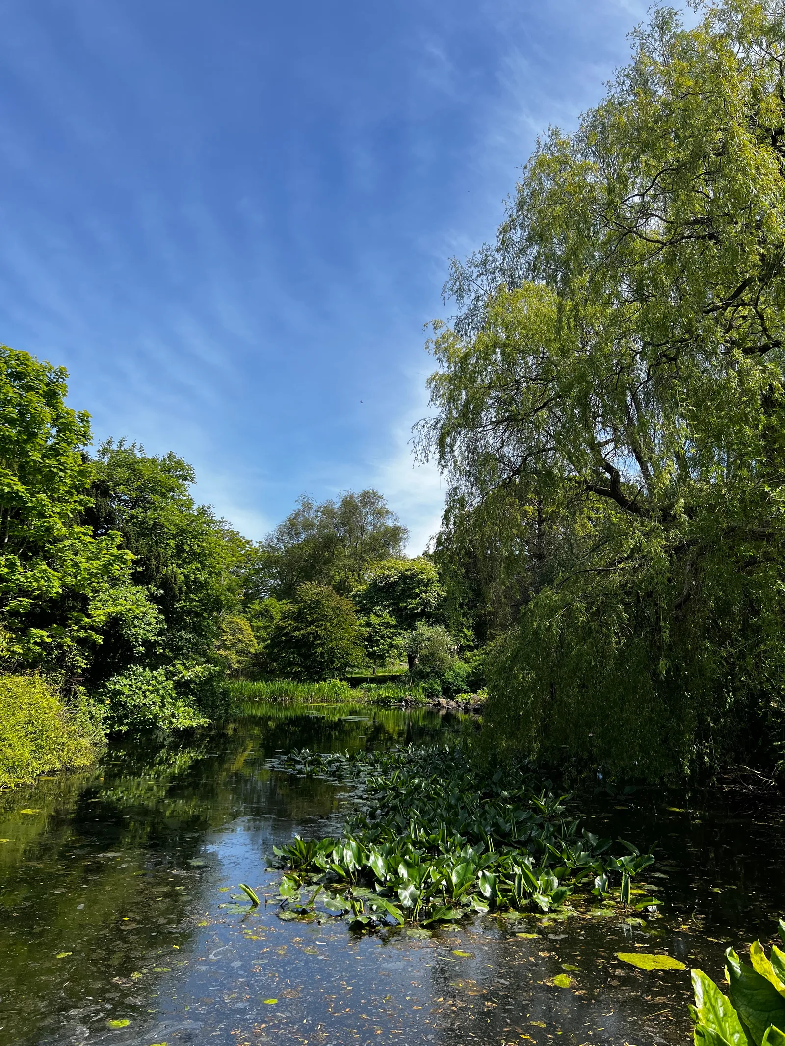 Atmosphere at Botanic Garden East Gate Edinburgh — travel photo