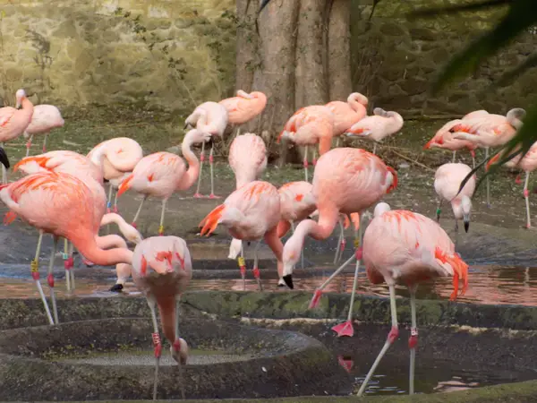 Atmosphere at Edinburgh Zoo Edinburgh — travel photo