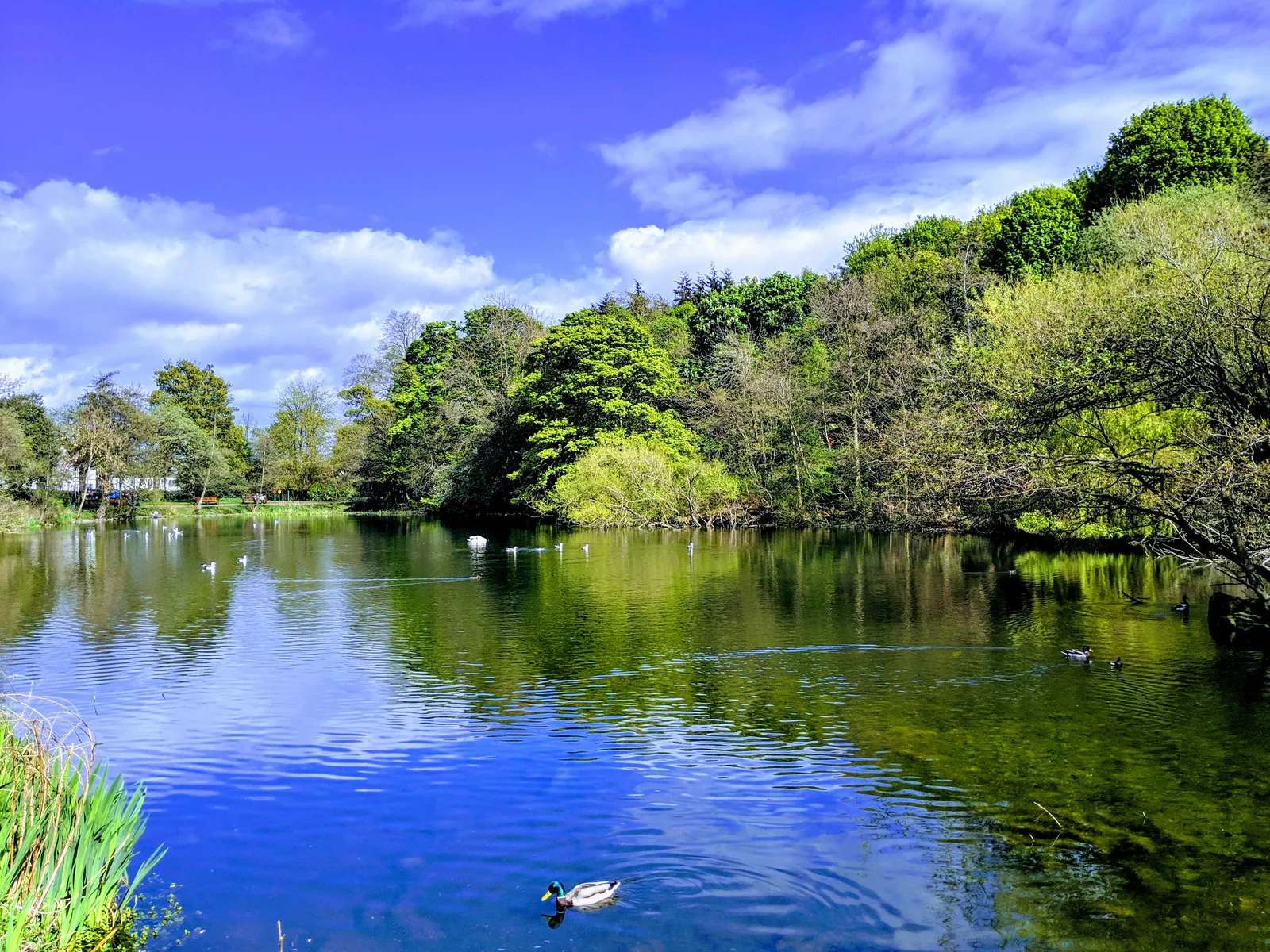 Atmosphere at Hermitage of Braid and Blackford Hill Local Nature Reserve Edinburgh — travel photo