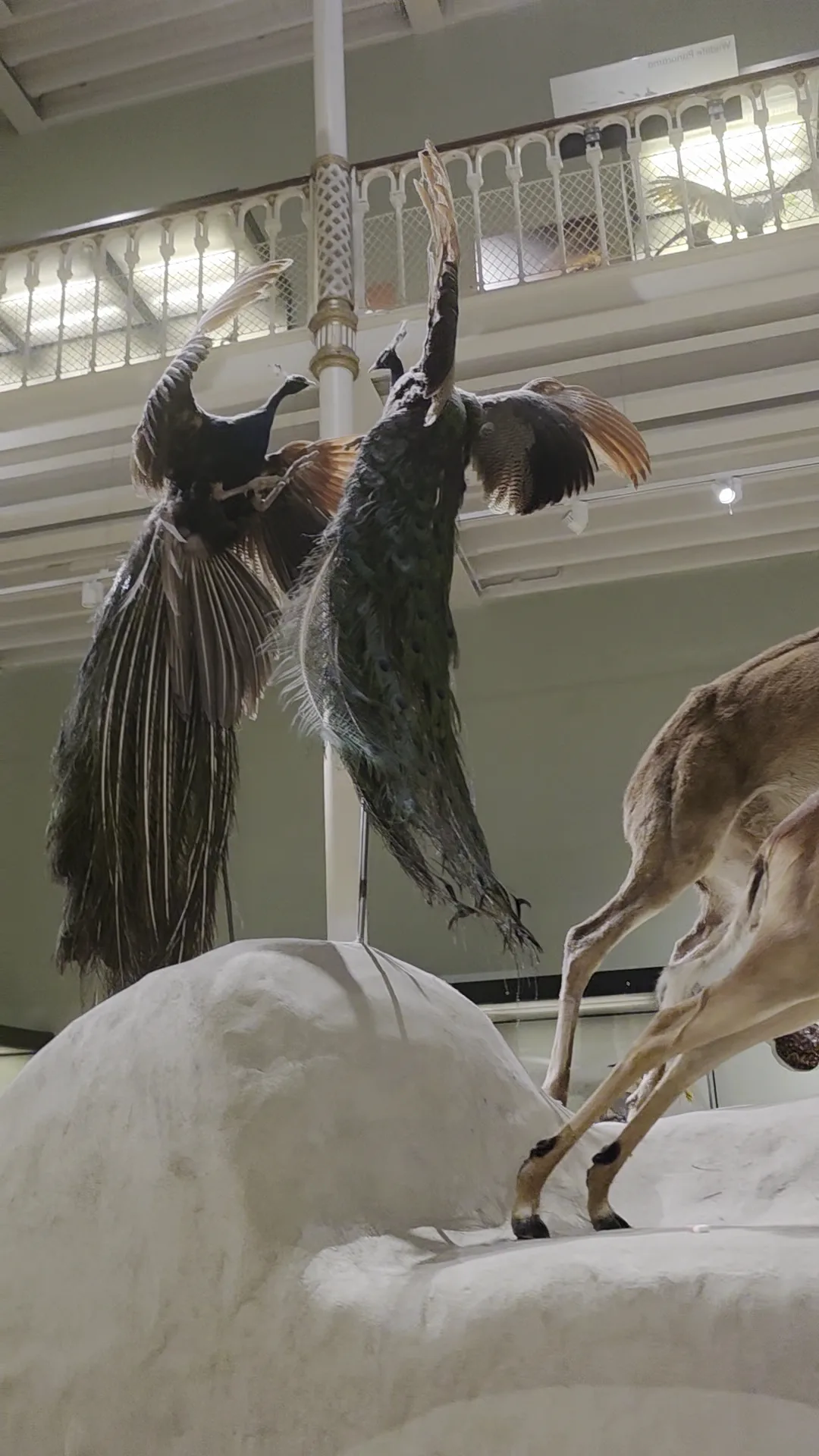Main view at National Museum of Scotland Edinburgh — travel photo