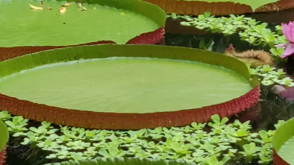 Details at Royal Botanic Garden Edinburgh Edinburgh — travel photo