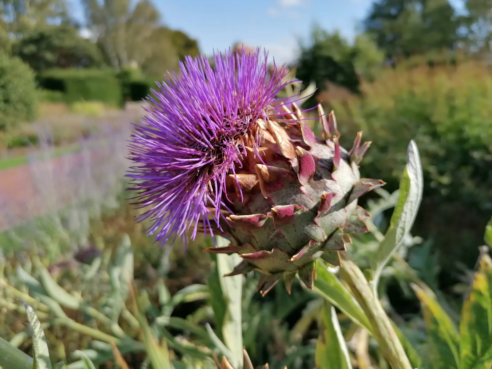 Atmosphere at Saughton Park Edinburgh — travel photo