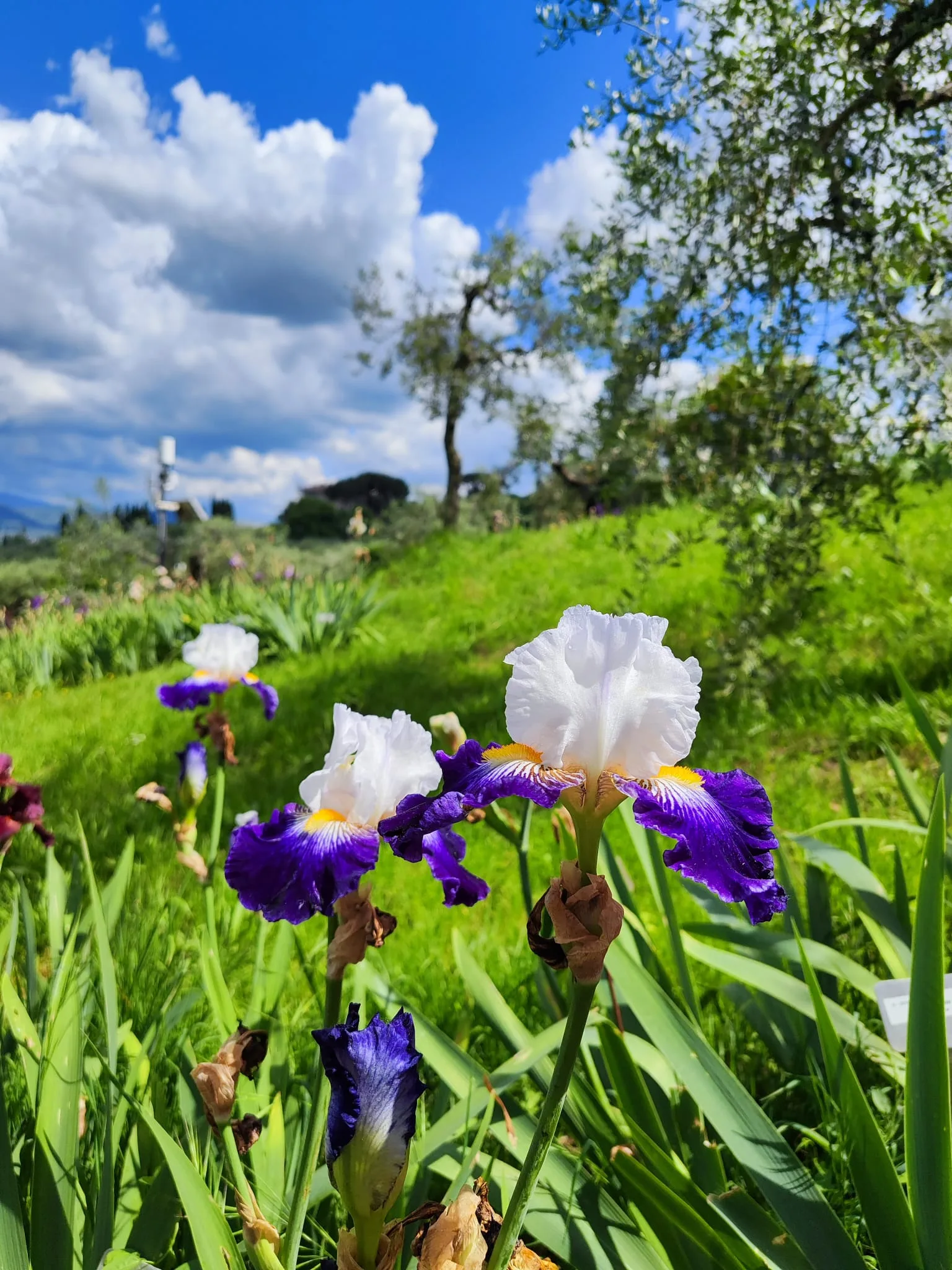 Main view at Iris Garden of Italy Florence — travel photo