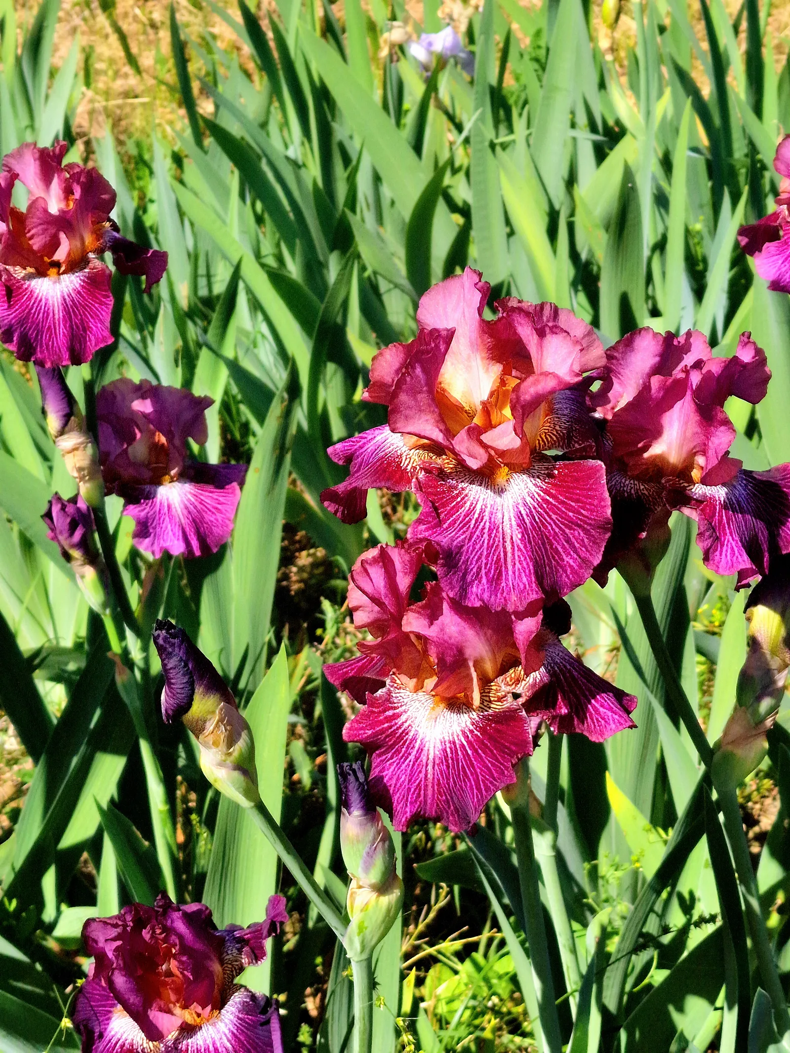 Details at Iris Garden of Italy Florence — travel photo