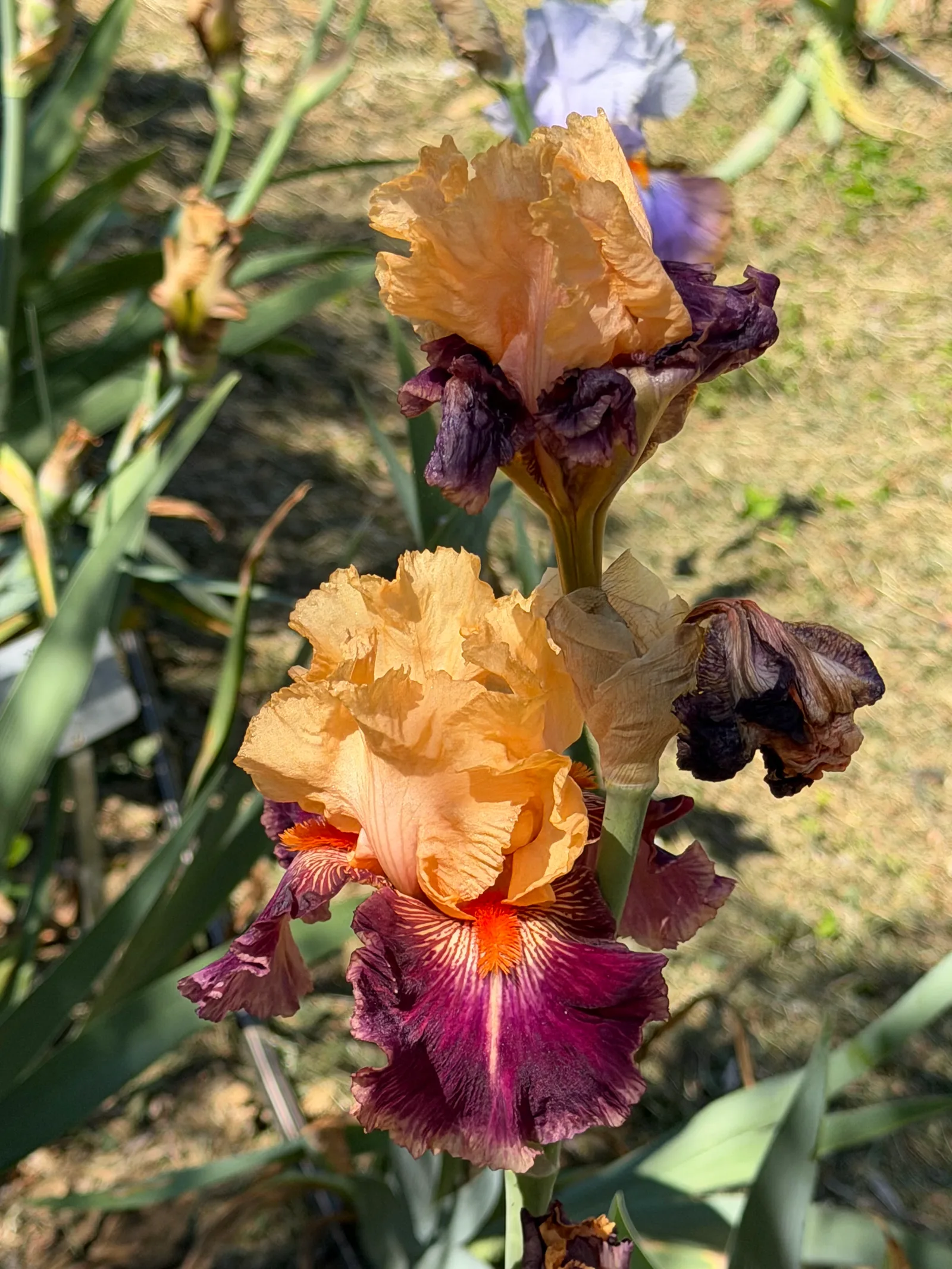 Iris Garden of Italy