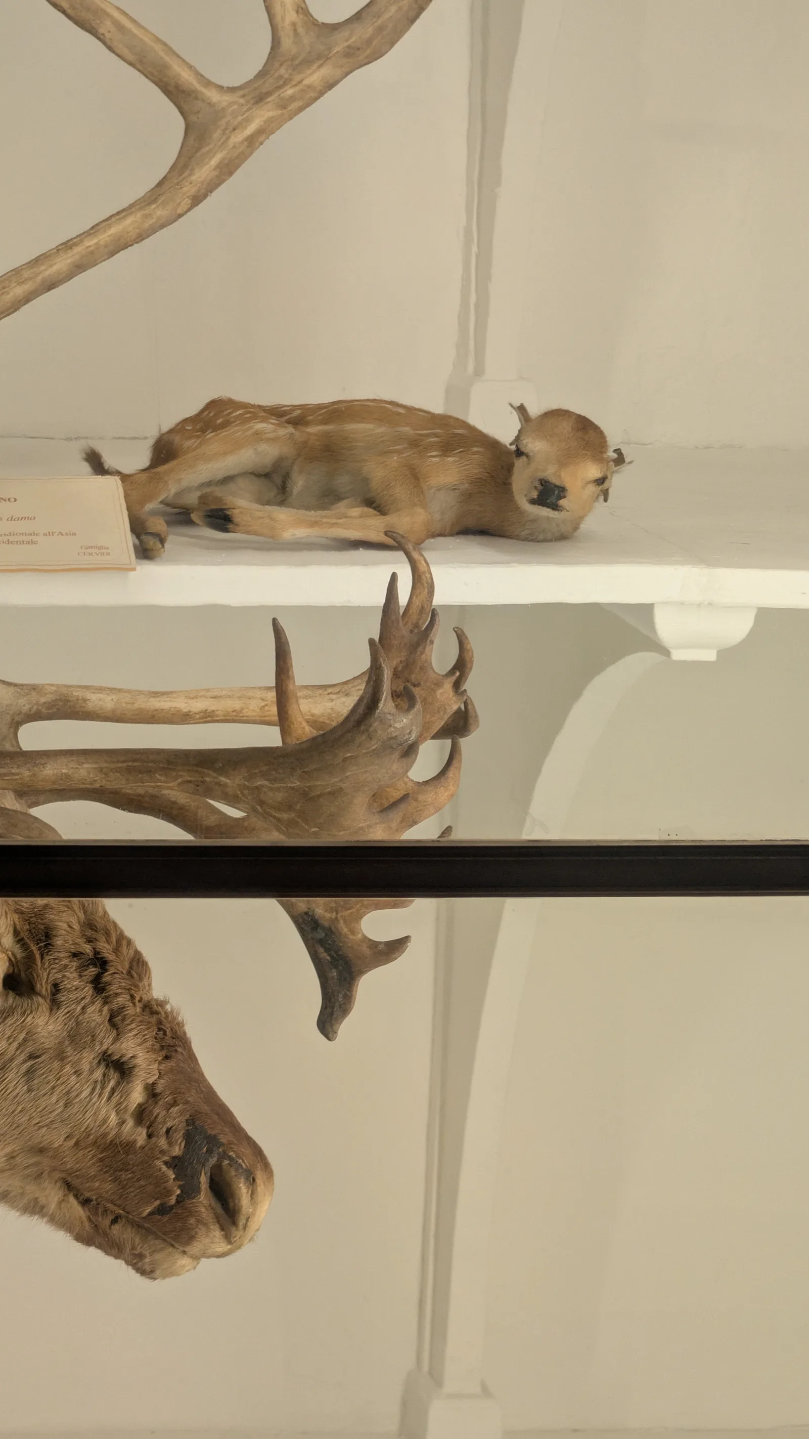Main view at Museum of Natural History, La Specola Florence — travel photo