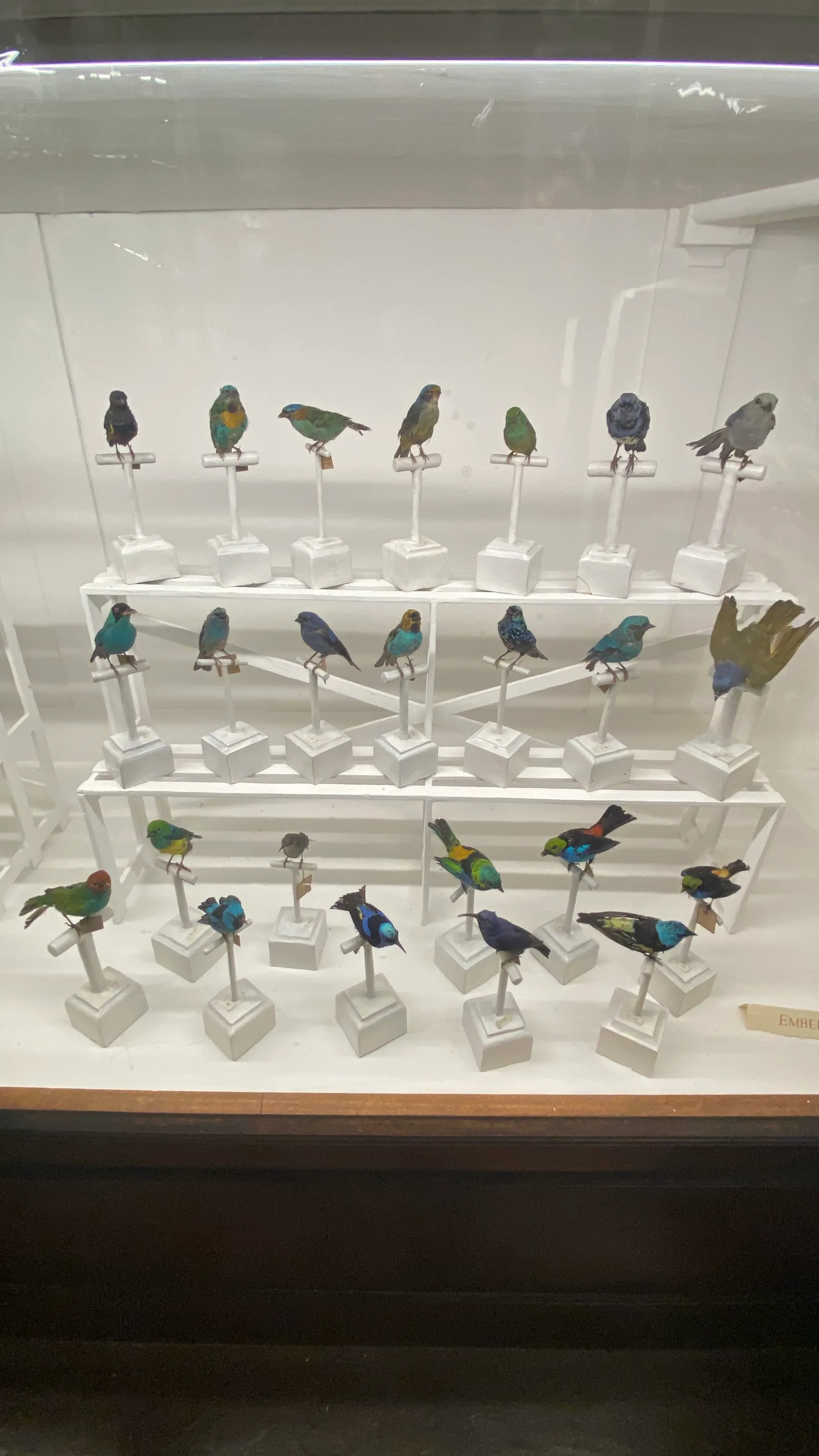 Interior at Museum of Natural History, La Specola Florence — travel photo