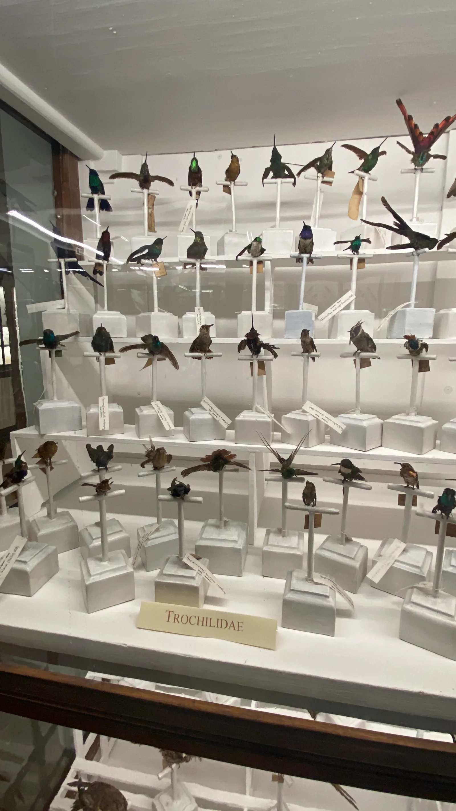 Details at Museum of Natural History, La Specola Florence — travel photo