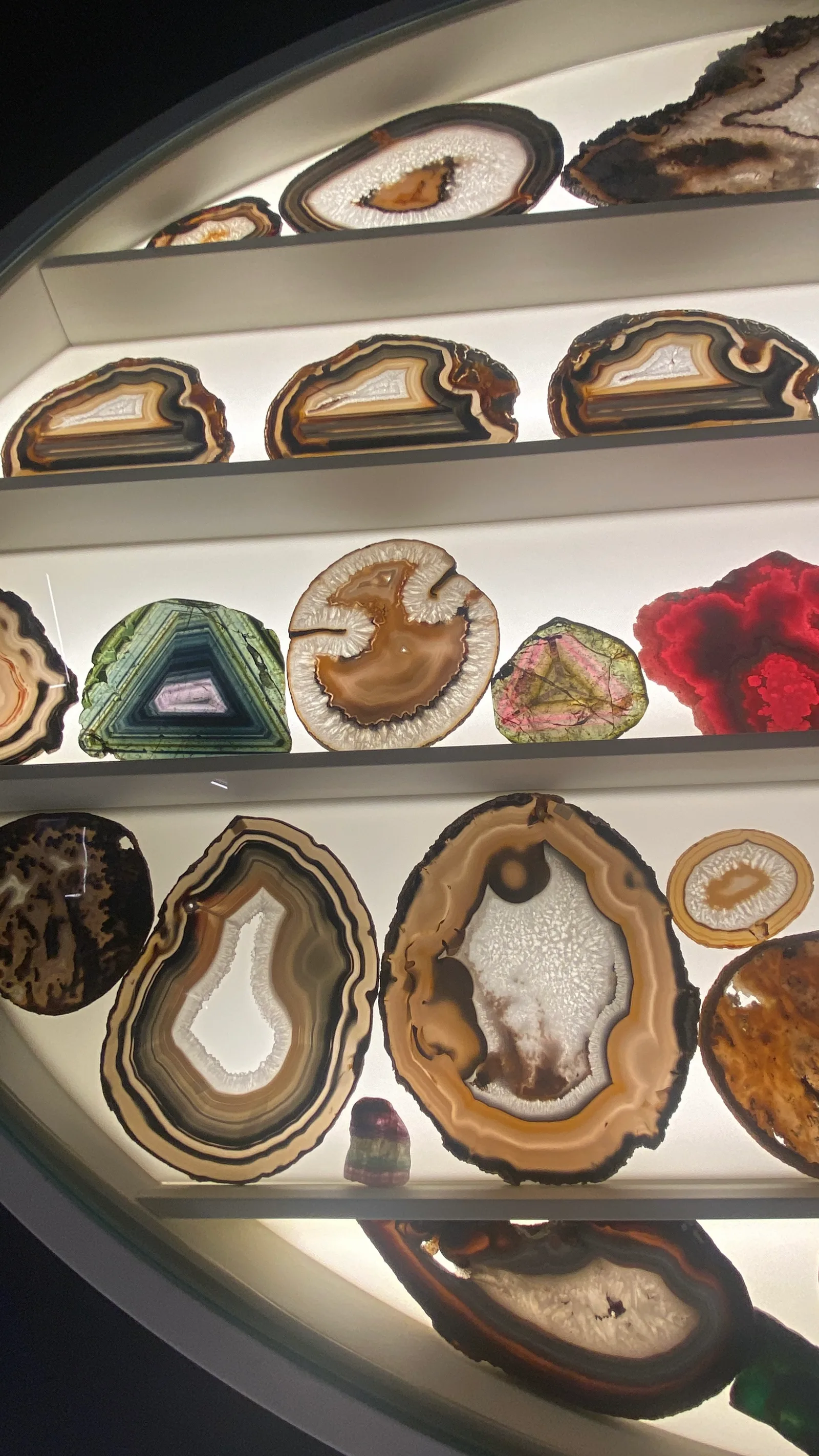 Atmosphere at Museum of Natural History, La Specola Florence — travel photo