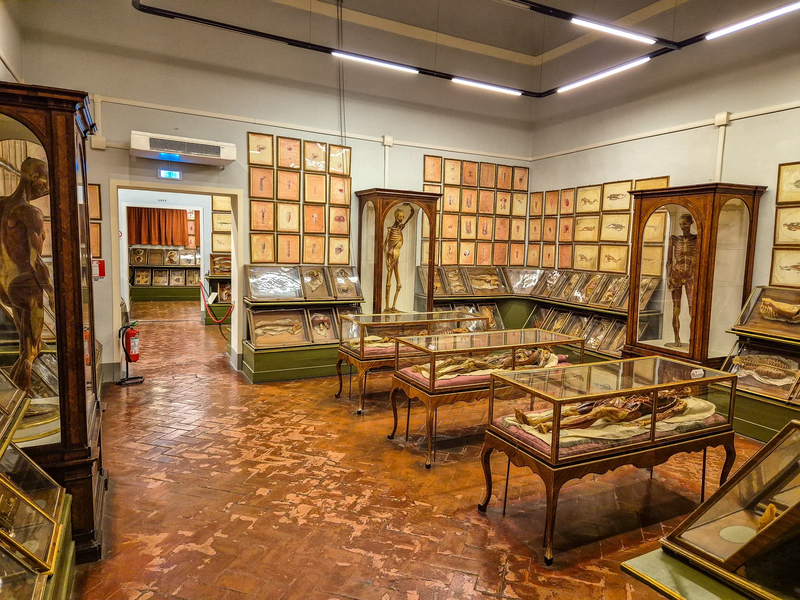 Museum of Natural History, La Specola — culture guide Florence