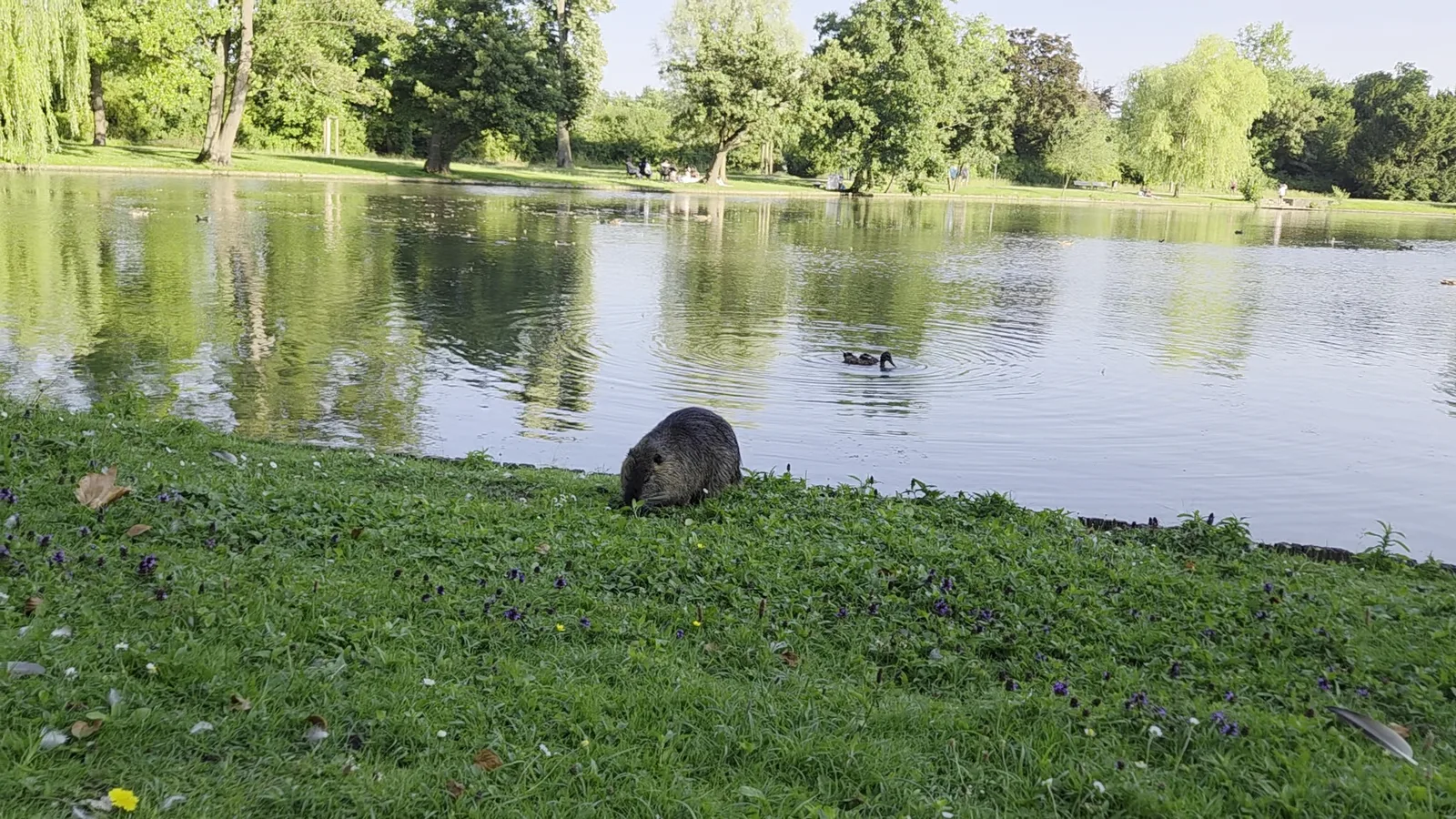 Atmosphere at City Park Hoechst Frankfurt — travel photo