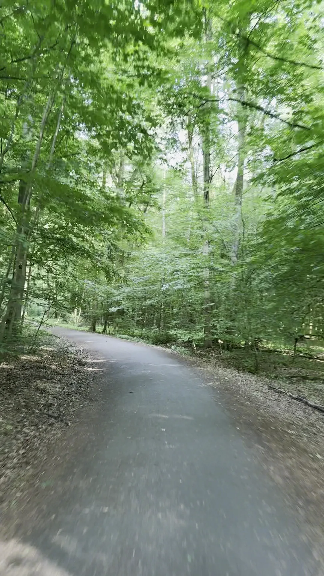 Atmosphere at Frankfurt City Forest Frankfurt — travel photo