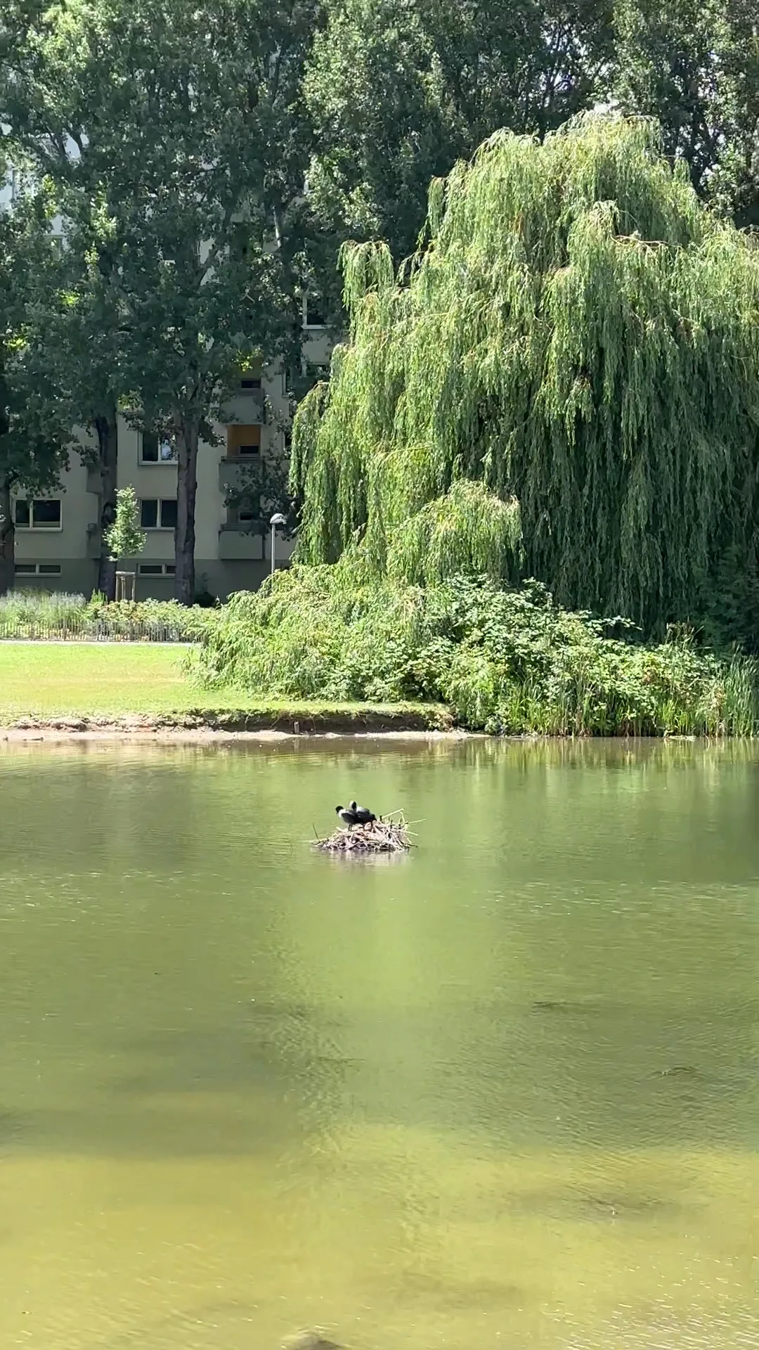 Main view at Martin-Luther-King-Park Frankfurt — travel photo